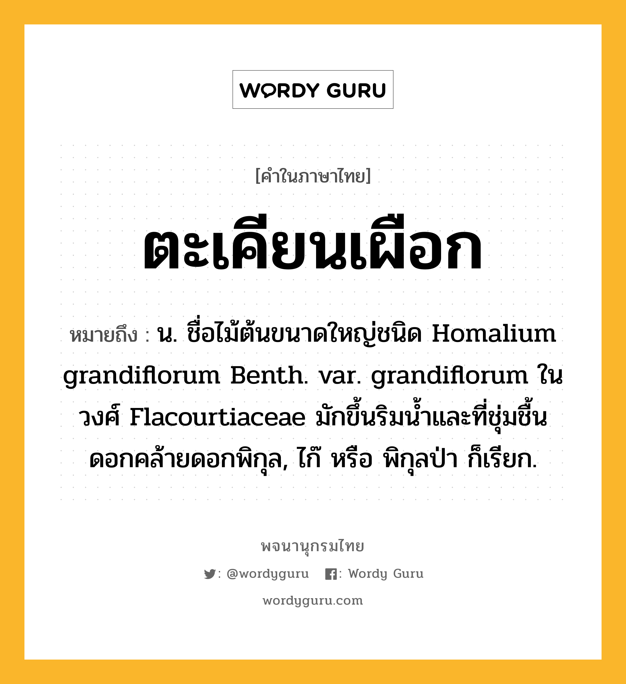 ตะเคียนเผือก หมายถึงอะไร?, คำในภาษาไทย ตะเคียนเผือก หมายถึง น. ชื่อไม้ต้นขนาดใหญ่ชนิด Homalium grandiflorum Benth. var. grandiflorum ในวงศ์ Flacourtiaceae มักขึ้นริมนํ้าและที่ชุ่มชื้น ดอกคล้ายดอกพิกุล, ไก๊ หรือ พิกุลป่า ก็เรียก.