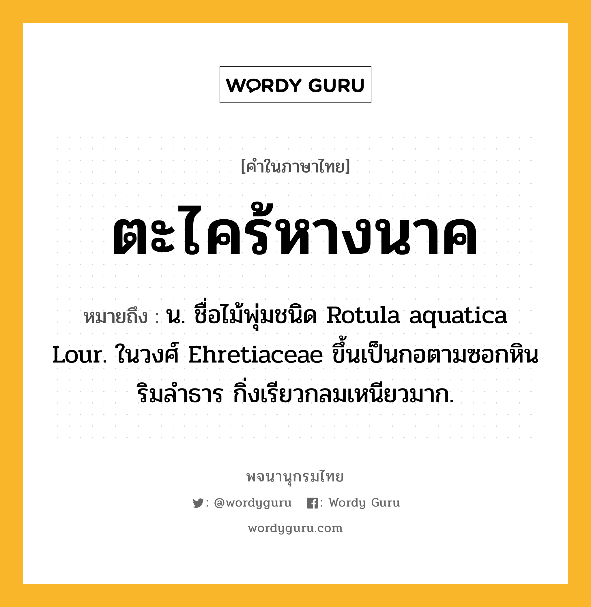 ตะไคร้หางนาค หมายถึงอะไร?, คำในภาษาไทย ตะไคร้หางนาค หมายถึง น. ชื่อไม้พุ่มชนิด Rotula aquatica Lour. ในวงศ์ Ehretiaceae ขึ้นเป็นกอตามซอกหินริมลําธาร กิ่งเรียวกลมเหนียวมาก.