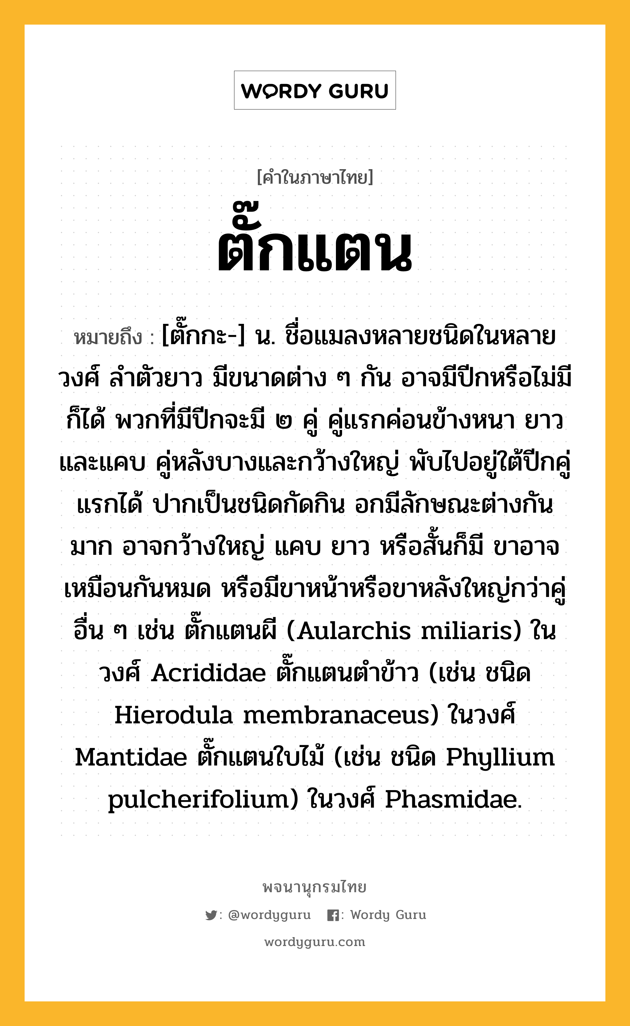 ตั๊กแตน หมายถึงอะไร?, คำในภาษาไทย ตั๊กแตน หมายถึง [ตั๊กกะ-] น. ชื่อแมลงหลายชนิดในหลายวงศ์ ลําตัวยาว มีขนาดต่าง ๆ กัน อาจมีปีกหรือไม่มีก็ได้ พวกที่มีปีกจะมี ๒ คู่ คู่แรกค่อนข้างหนา ยาวและแคบ คู่หลังบางและกว้างใหญ่ พับไปอยู่ใต้ปีกคู่แรกได้ ปากเป็นชนิดกัดกิน อกมีลักษณะต่างกันมาก อาจกว้างใหญ่ แคบ ยาว หรือสั้นก็มี ขาอาจเหมือนกันหมด หรือมีขาหน้าหรือขาหลังใหญ่กว่าคู่อื่น ๆ เช่น ตั๊กแตนผี (Aularchis miliaris) ในวงศ์ Acrididae ตั๊กแตนตําข้าว (เช่น ชนิด Hierodula membranaceus) ในวงศ์ Mantidae ตั๊กแตนใบไม้ (เช่น ชนิด Phyllium pulcherifolium) ในวงศ์ Phasmidae.