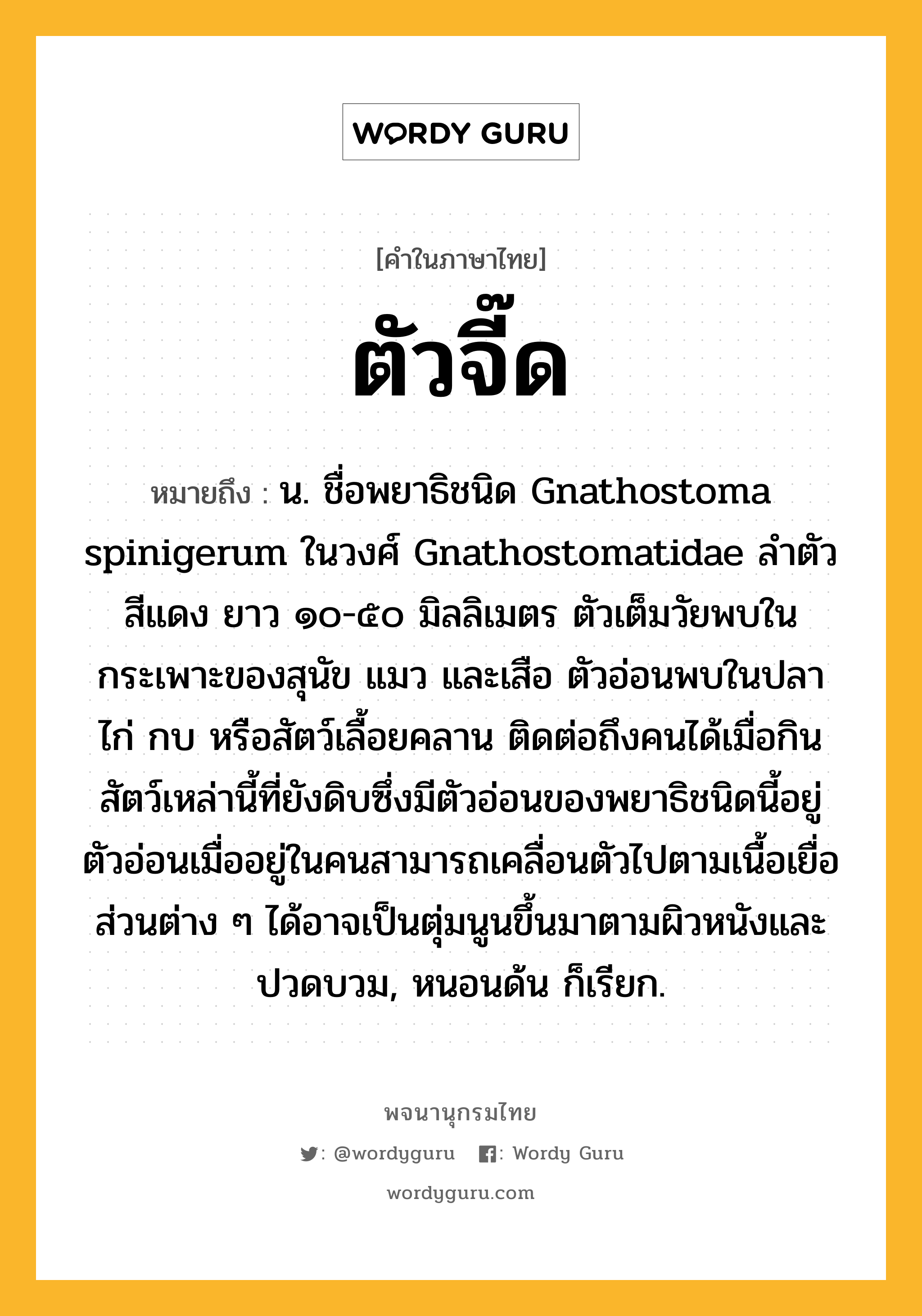 ตัวจี๊ด หมายถึงอะไร?, คำในภาษาไทย ตัวจี๊ด หมายถึง น. ชื่อพยาธิชนิด Gnathostoma spinigerum ในวงศ์ Gnathostomatidae ลําตัวสีแดง ยาว ๑๐-๕๐ มิลลิเมตร ตัวเต็มวัยพบในกระเพาะของสุนัข แมว และเสือ ตัวอ่อนพบในปลา ไก่ กบ หรือสัตว์เลื้อยคลาน ติดต่อถึงคนได้เมื่อกินสัตว์เหล่านี้ที่ยังดิบซึ่งมีตัวอ่อนของพยาธิชนิดนี้อยู่ ตัวอ่อนเมื่ออยู่ในคนสามารถเคลื่อนตัวไปตามเนื้อเยื่อส่วนต่าง ๆ ได้อาจเป็นตุ่มนูนขึ้นมาตามผิวหนังและปวดบวม, หนอนด้น ก็เรียก.