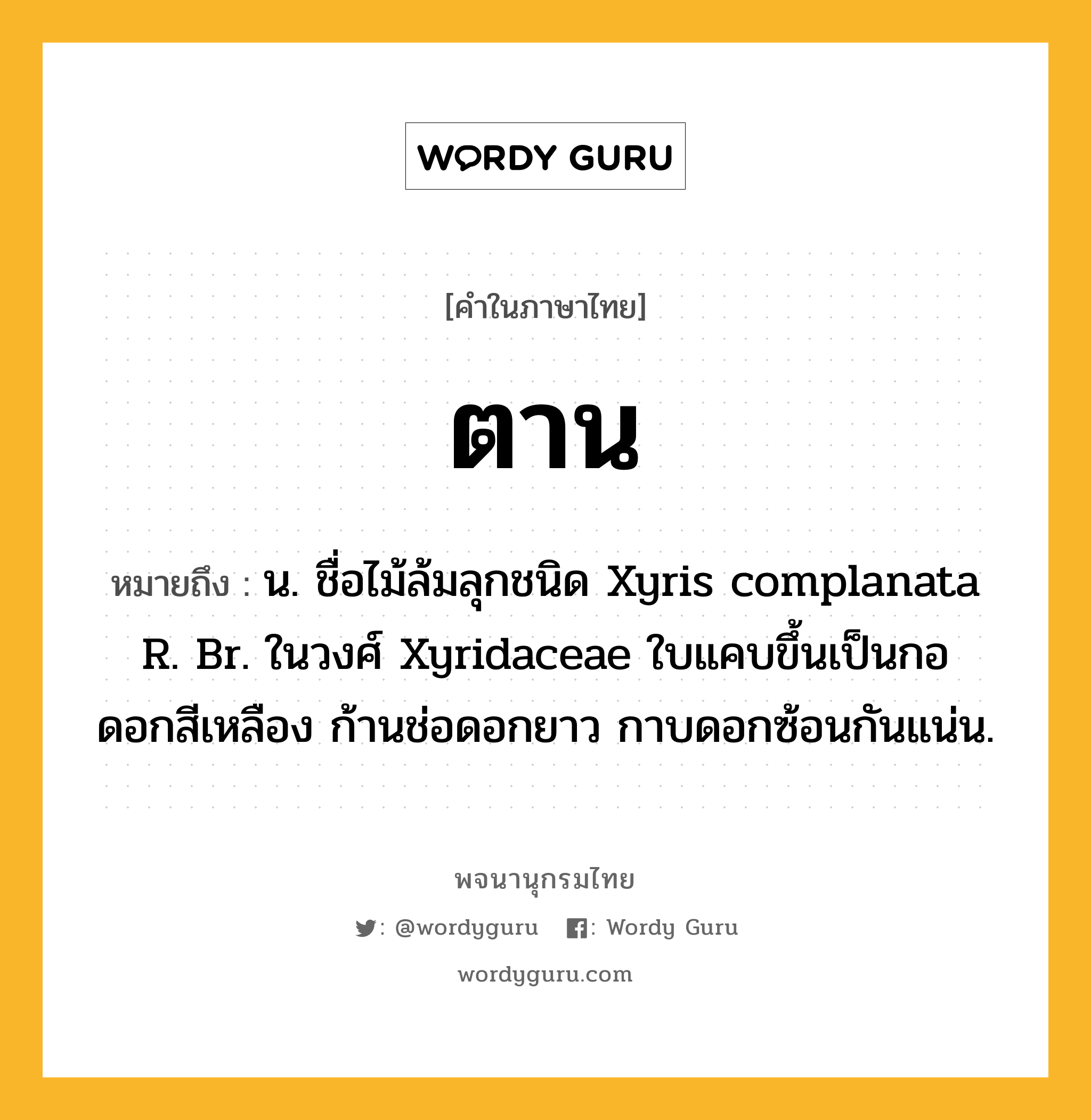 ตาน ความหมาย หมายถึงอะไร?, คำในภาษาไทย ตาน หมายถึง น. ชื่อไม้ล้มลุกชนิด Xyris complanata R. Br. ในวงศ์ Xyridaceae ใบแคบขึ้นเป็นกอ ดอกสีเหลือง ก้านช่อดอกยาว กาบดอกซ้อนกันแน่น.