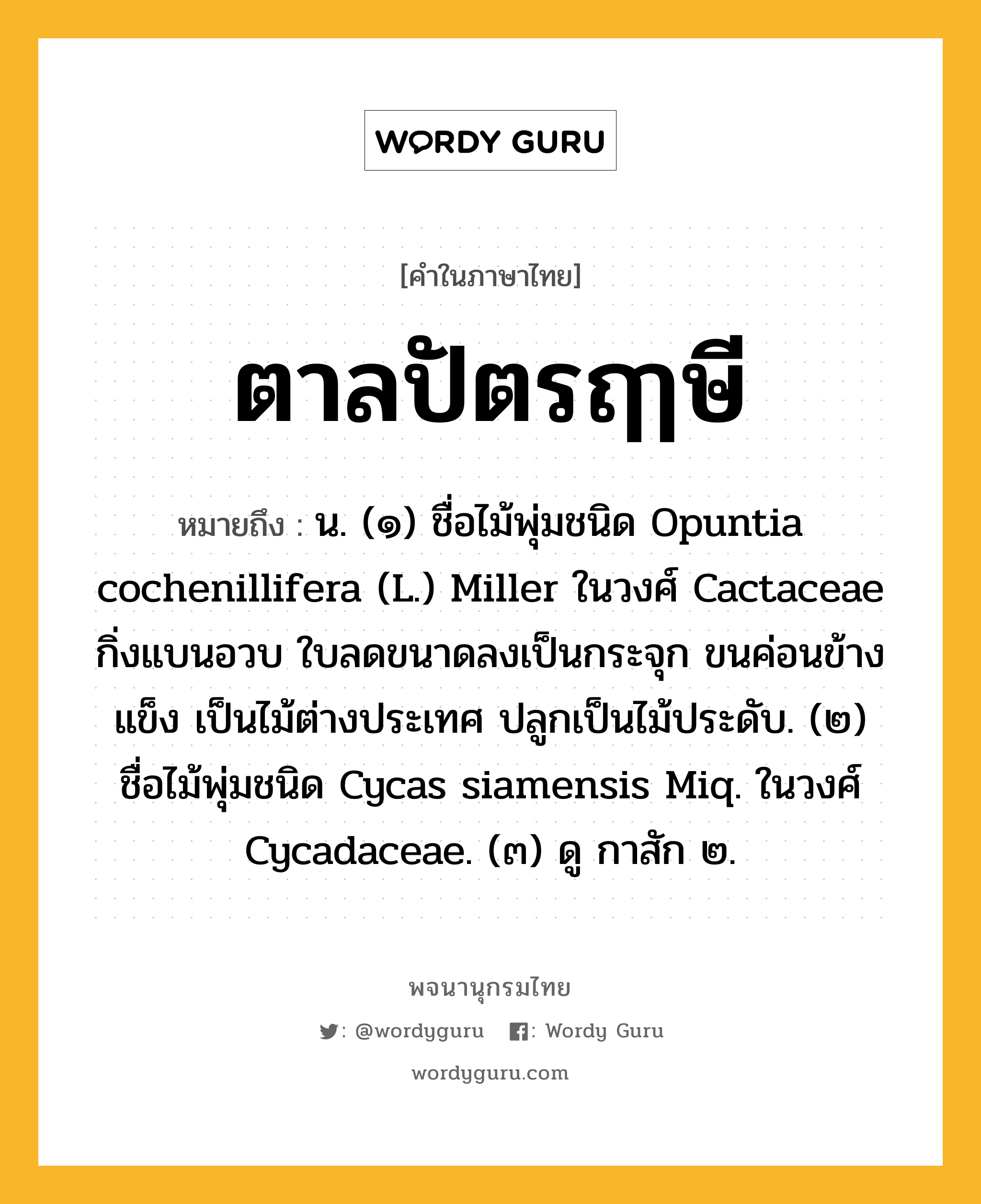 ตาลปัตรฤๅษี หมายถึงอะไร?, คำในภาษาไทย ตาลปัตรฤๅษี หมายถึง น. (๑) ชื่อไม้พุ่มชนิด Opuntia cochenillifera (L.) Miller ในวงศ์ Cactaceae กิ่งแบนอวบ ใบลดขนาดลงเป็นกระจุก ขนค่อนข้างแข็ง เป็นไม้ต่างประเทศ ปลูกเป็นไม้ประดับ. (๒) ชื่อไม้พุ่มชนิด Cycas siamensis Miq. ในวงศ์ Cycadaceae. (๓) ดู กาสัก ๒.