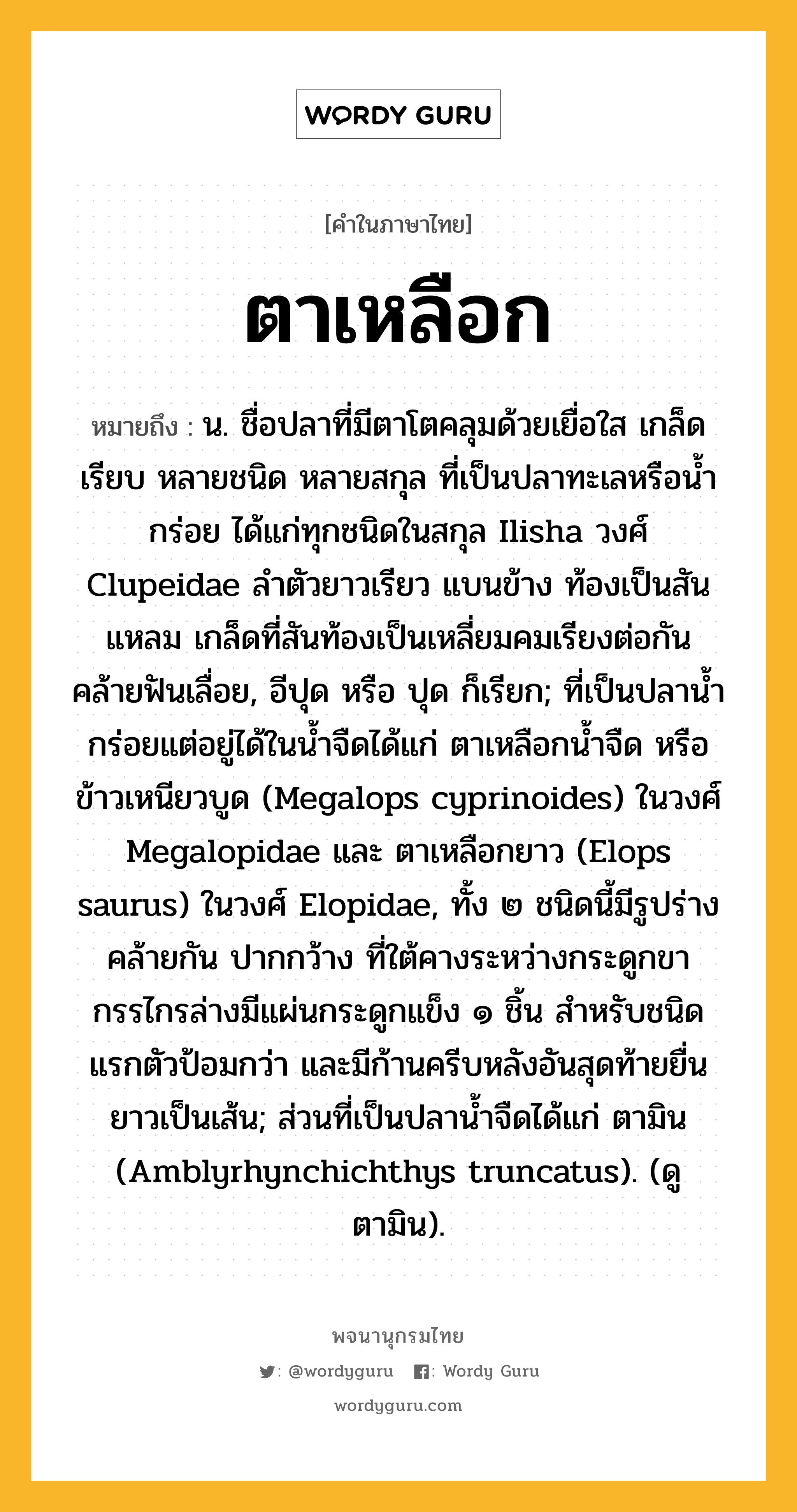 ตาเหลือก หมายถึงอะไร?, คำในภาษาไทย ตาเหลือก หมายถึง น. ชื่อปลาที่มีตาโตคลุมด้วยเยื่อใส เกล็ดเรียบ หลายชนิด หลายสกุล ที่เป็นปลาทะเลหรือนํ้ากร่อย ได้แก่ทุกชนิดในสกุล Ilisha วงศ์ Clupeidae ลําตัวยาวเรียว แบนข้าง ท้องเป็นสันแหลม เกล็ดที่สันท้องเป็นเหลี่ยมคมเรียงต่อกันคล้ายฟันเลื่อย, อีปุด หรือ ปุด ก็เรียก; ที่เป็นปลานํ้ากร่อยแต่อยู่ได้ในนํ้าจืดได้แก่ ตาเหลือกนํ้าจืด หรือ ข้าวเหนียวบูด (Megalops cyprinoides) ในวงศ์ Megalopidae และ ตาเหลือกยาว (Elops saurus) ในวงศ์ Elopidae, ทั้ง ๒ ชนิดนี้มีรูปร่างคล้ายกัน ปากกว้าง ที่ใต้คางระหว่างกระดูกขากรรไกรล่างมีแผ่นกระดูกแข็ง ๑ ชิ้น สําหรับชนิดแรกตัวป้อมกว่า และมีก้านครีบหลังอันสุดท้ายยื่นยาวเป็นเส้น; ส่วนที่เป็นปลานํ้าจืดได้แก่ ตามิน (Amblyrhynchichthys truncatus). (ดู ตามิน).