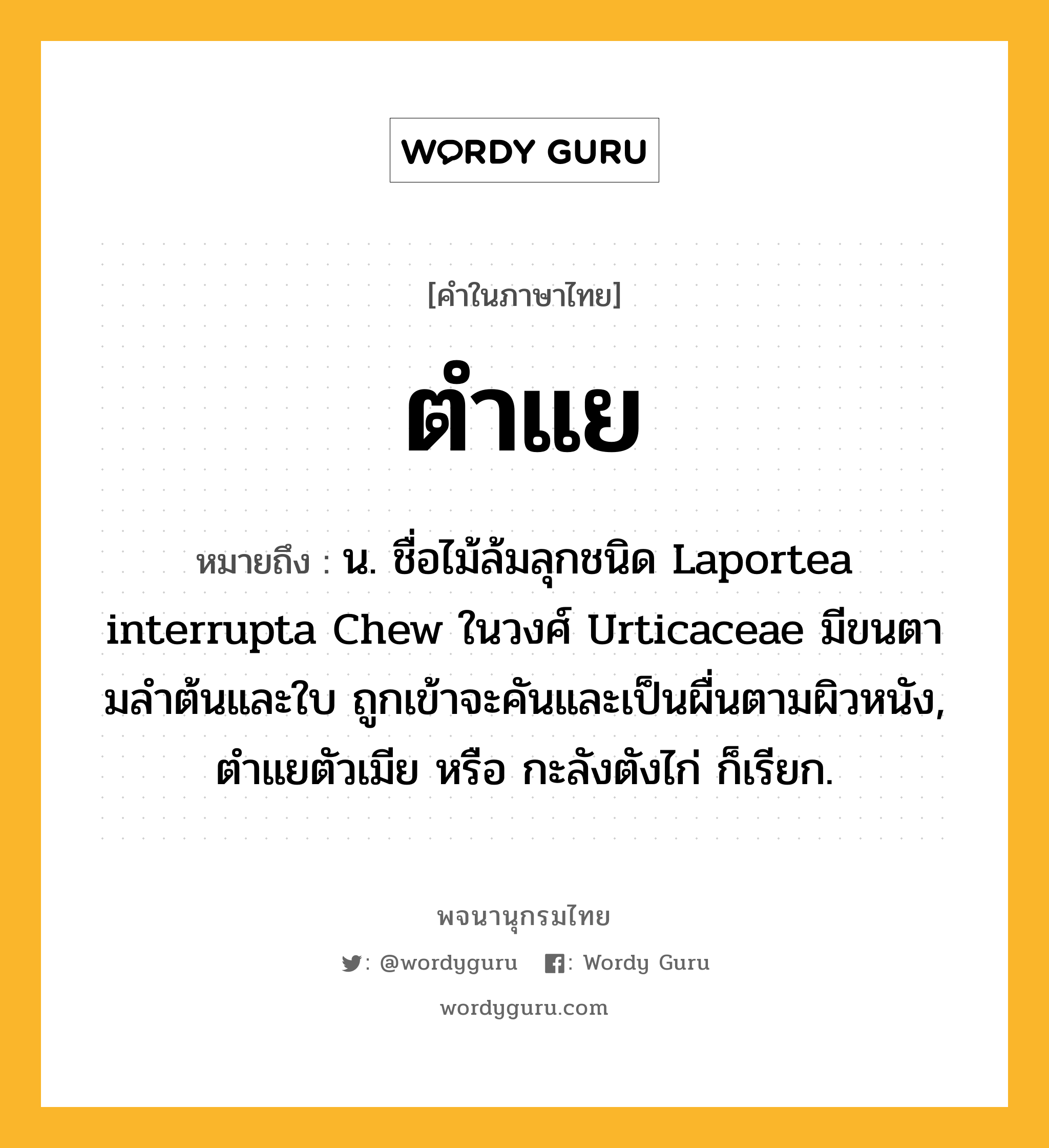 ตำแย ความหมาย หมายถึงอะไร?, คำในภาษาไทย ตำแย หมายถึง น. ชื่อไม้ล้มลุกชนิด Laportea interrupta Chew ในวงศ์ Urticaceae มีขนตามลําต้นและใบ ถูกเข้าจะคันและเป็นผื่นตามผิวหนัง, ตําแยตัวเมีย หรือ กะลังตังไก่ ก็เรียก.