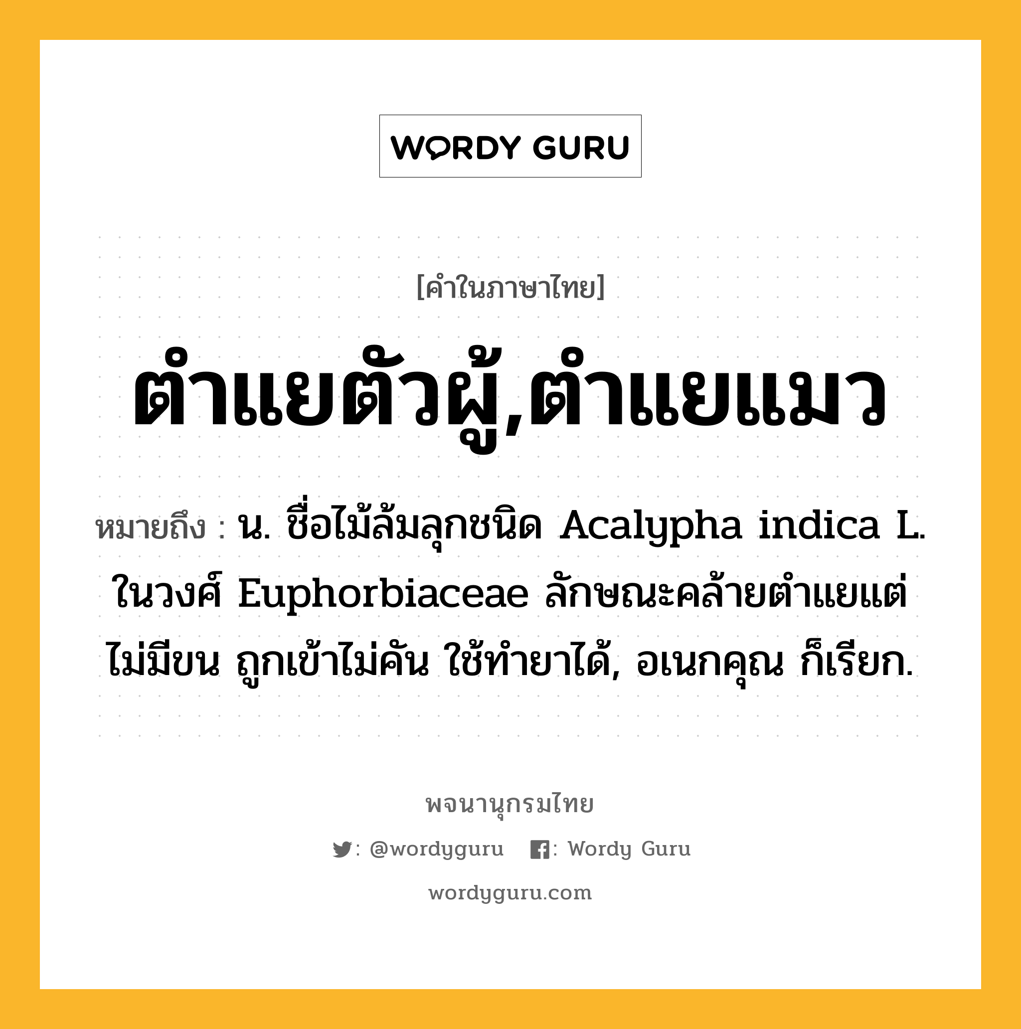 ตำแยตัวผู้,ตำแยแมว หมายถึงอะไร?, คำในภาษาไทย ตำแยตัวผู้,ตำแยแมว หมายถึง น. ชื่อไม้ล้มลุกชนิด Acalypha indica L. ในวงศ์ Euphorbiaceae ลักษณะคล้ายตําแยแต่ไม่มีขน ถูกเข้าไม่คัน ใช้ทํายาได้, อเนกคุณ ก็เรียก.