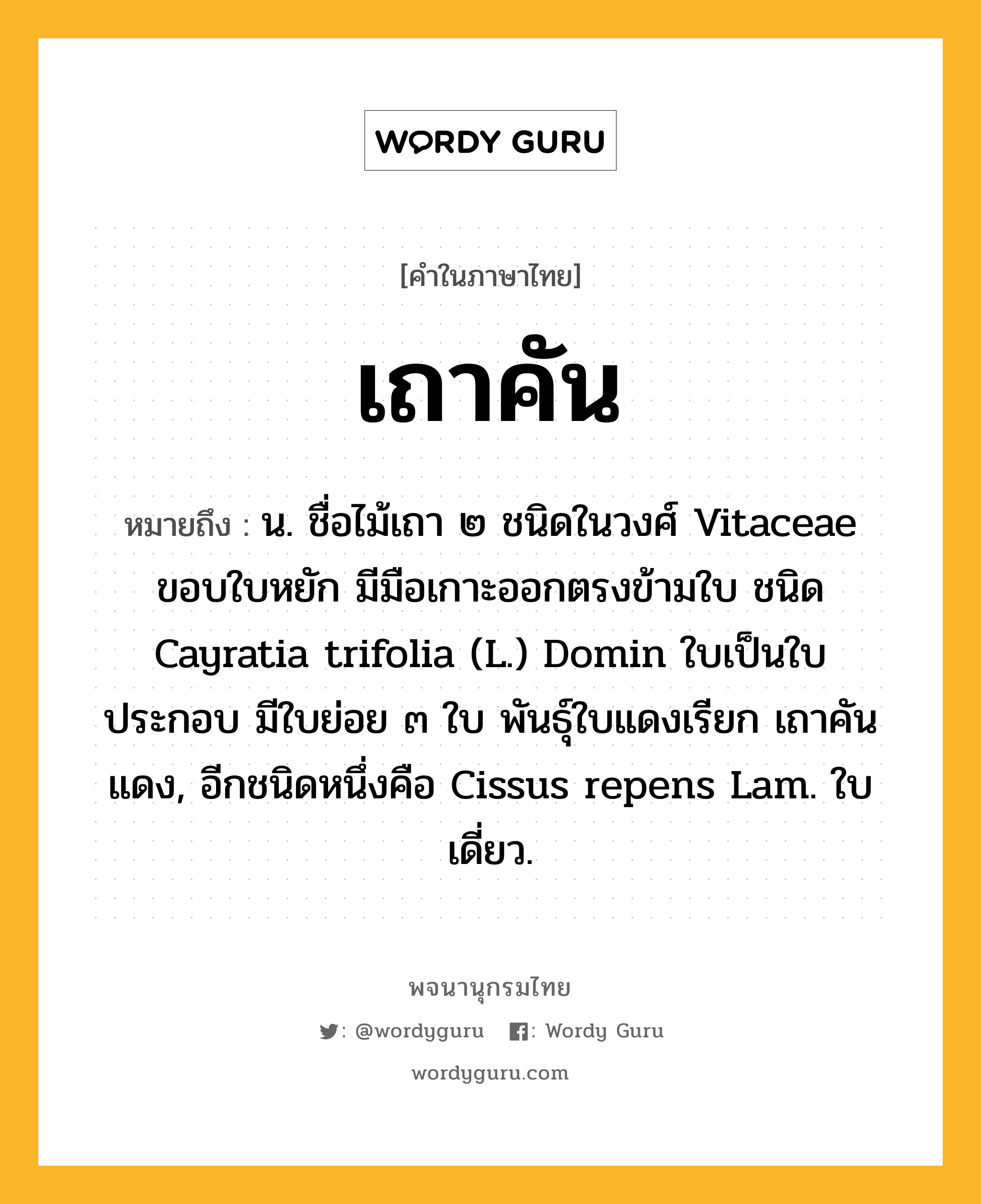 เถาคัน ความหมาย หมายถึงอะไร?, คำในภาษาไทย เถาคัน หมายถึง น. ชื่อไม้เถา ๒ ชนิดในวงศ์ Vitaceae ขอบใบหยัก มีมือเกาะออกตรงข้ามใบ ชนิด Cayratia trifolia (L.) Domin ใบเป็นใบประกอบ มีใบย่อย ๓ ใบ พันธุ์ใบแดงเรียก เถาคันแดง, อีกชนิดหนึ่งคือ Cissus repens Lam. ใบเดี่ยว.