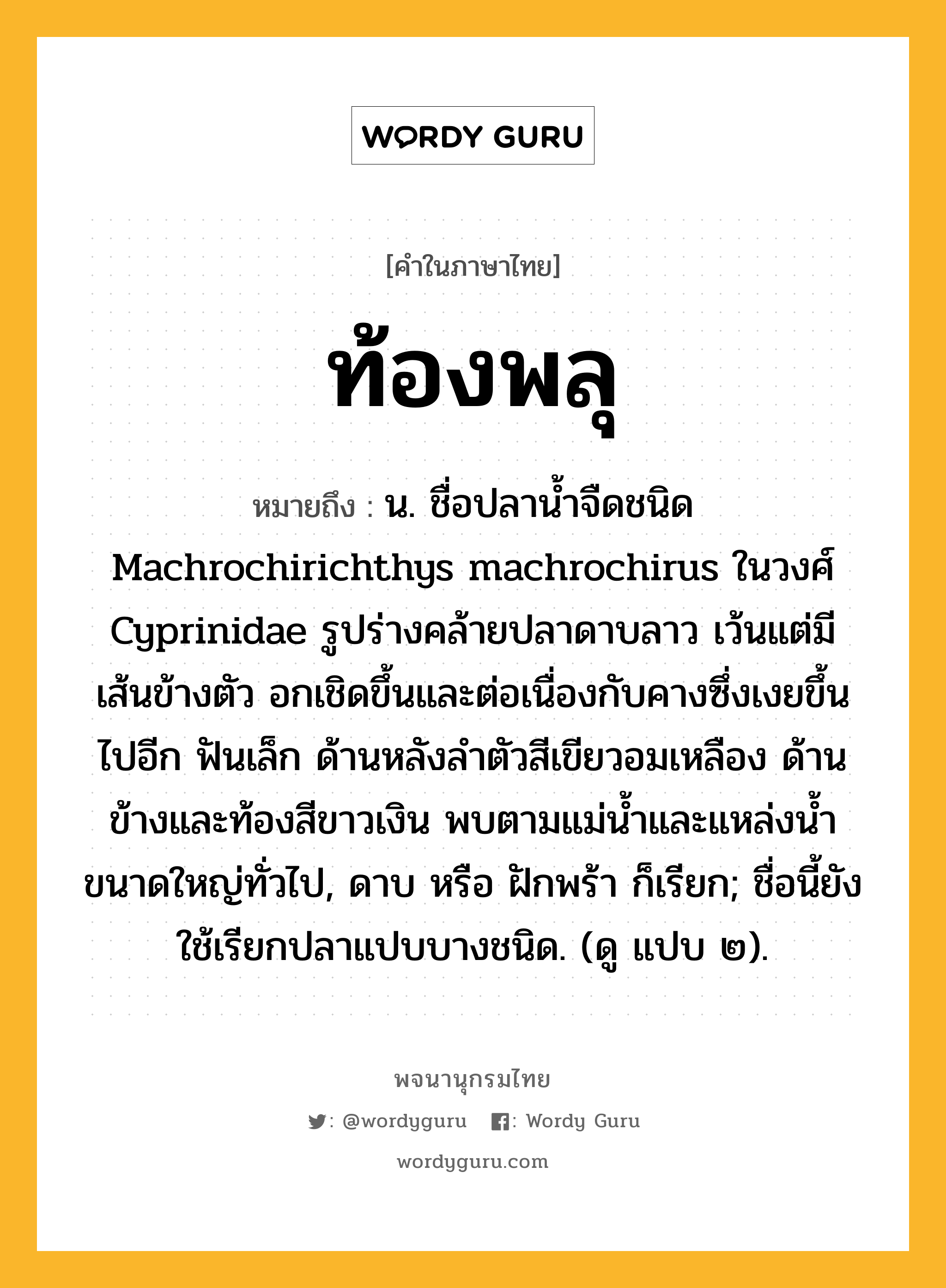 ท้องพลุ หมายถึงอะไร?, คำในภาษาไทย ท้องพลุ หมายถึง น. ชื่อปลานํ้าจืดชนิด Machrochirichthys machrochirus ในวงศ์ Cyprinidae รูปร่างคล้ายปลาดาบลาว เว้นแต่มีเส้นข้างตัว อกเชิดขึ้นและต่อเนื่องกับคางซึ่งเงยขึ้นไปอีก ฟันเล็ก ด้านหลังลําตัวสีเขียวอมเหลือง ด้านข้างและท้องสีขาวเงิน พบตามแม่นํ้าและแหล่งนํ้าขนาดใหญ่ทั่วไป, ดาบ หรือ ฝักพร้า ก็เรียก; ชื่อนี้ยังใช้เรียกปลาแปบบางชนิด. (ดู แปบ ๒).