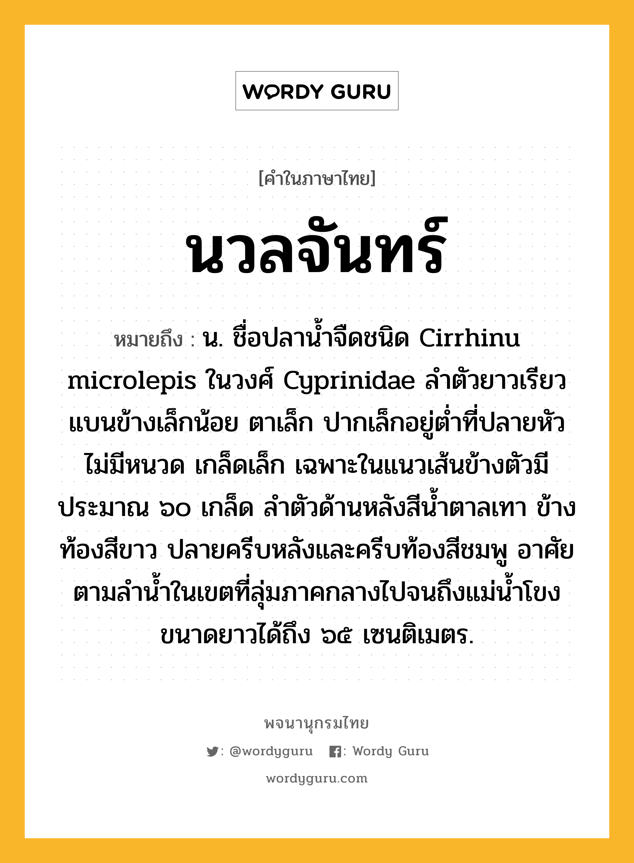 นวลจันทร์ หมายถึงอะไร?, คำในภาษาไทย นวลจันทร์ หมายถึง น. ชื่อปลานํ้าจืดชนิด Cirrhinu microlepis ในวงศ์ Cyprinidae ลําตัวยาวเรียว แบนข้างเล็กน้อย ตาเล็ก ปากเล็กอยู่ตํ่าที่ปลายหัว ไม่มีหนวด เกล็ดเล็ก เฉพาะในแนวเส้นข้างตัวมีประมาณ ๖๐ เกล็ด ลําตัวด้านหลังสีนํ้าตาลเทา ข้างท้องสีขาว ปลายครีบหลังและครีบท้องสีชมพู อาศัยตามลํานํ้าในเขตที่ลุ่มภาคกลางไปจนถึงแม่นํ้าโขง ขนาดยาวได้ถึง ๖๕ เซนติเมตร.