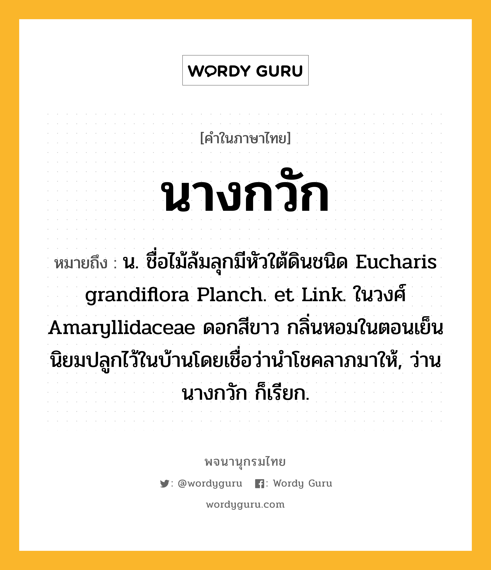 นางกวัก ความหมาย หมายถึงอะไร?, คำในภาษาไทย นางกวัก หมายถึง น. ชื่อไม้ล้มลุกมีหัวใต้ดินชนิด Eucharis grandiflora Planch. et Link. ในวงศ์ Amaryllidaceae ดอกสีขาว กลิ่นหอมในตอนเย็น นิยมปลูกไว้ในบ้านโดยเชื่อว่านําโชคลาภมาให้, ว่านนางกวัก ก็เรียก.