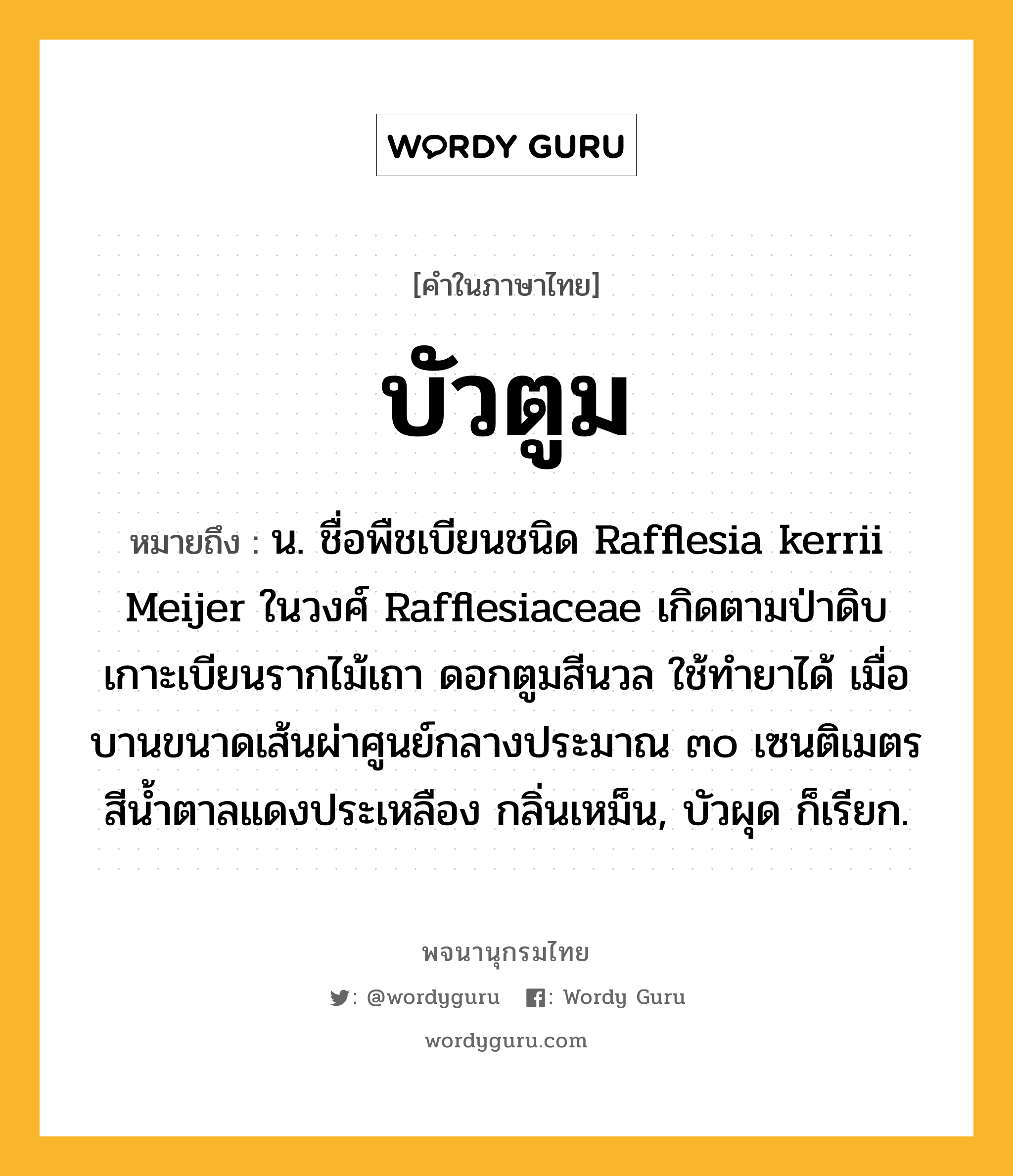 บัวตูม หมายถึงอะไร?, คำในภาษาไทย บัวตูม หมายถึง น. ชื่อพืชเบียนชนิด Rafflesia kerrii Meijer ในวงศ์ Rafflesiaceae เกิดตามป่าดิบ เกาะเบียนรากไม้เถา ดอกตูมสีนวล ใช้ทํายาได้ เมื่อบานขนาดเส้นผ่าศูนย์กลางประมาณ ๓๐ เซนติเมตร สีนํ้าตาลแดงประเหลือง กลิ่นเหม็น, บัวผุด ก็เรียก.