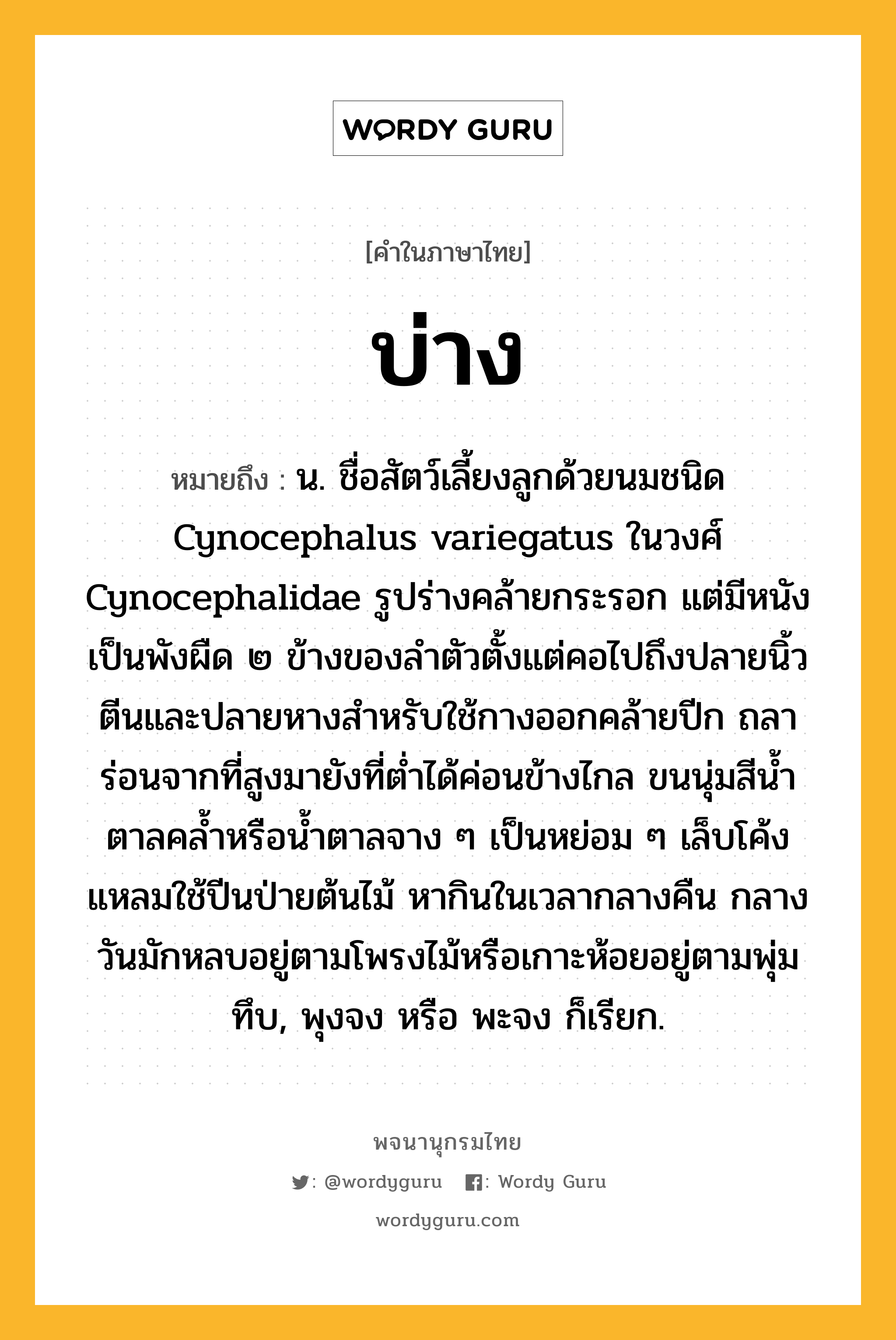 บ่าง หมายถึงอะไร?, คำในภาษาไทย บ่าง หมายถึง น. ชื่อสัตว์เลี้ยงลูกด้วยนมชนิด Cynocephalus variegatus ในวงศ์ Cynocephalidae รูปร่างคล้ายกระรอก แต่มีหนังเป็นพังผืด ๒ ข้างของลําตัวตั้งแต่คอไปถึงปลายนิ้วตีนและปลายหางสําหรับใช้กางออกคล้ายปีก ถลาร่อนจากที่สูงมายังที่ตํ่าได้ค่อนข้างไกล ขนนุ่มสีนํ้าตาลคลํ้าหรือนํ้าตาลจาง ๆ เป็นหย่อม ๆ เล็บโค้งแหลมใช้ปีนป่ายต้นไม้ หากินในเวลากลางคืน กลางวันมักหลบอยู่ตามโพรงไม้หรือเกาะห้อยอยู่ตามพุ่มทึบ, พุงจง หรือ พะจง ก็เรียก.