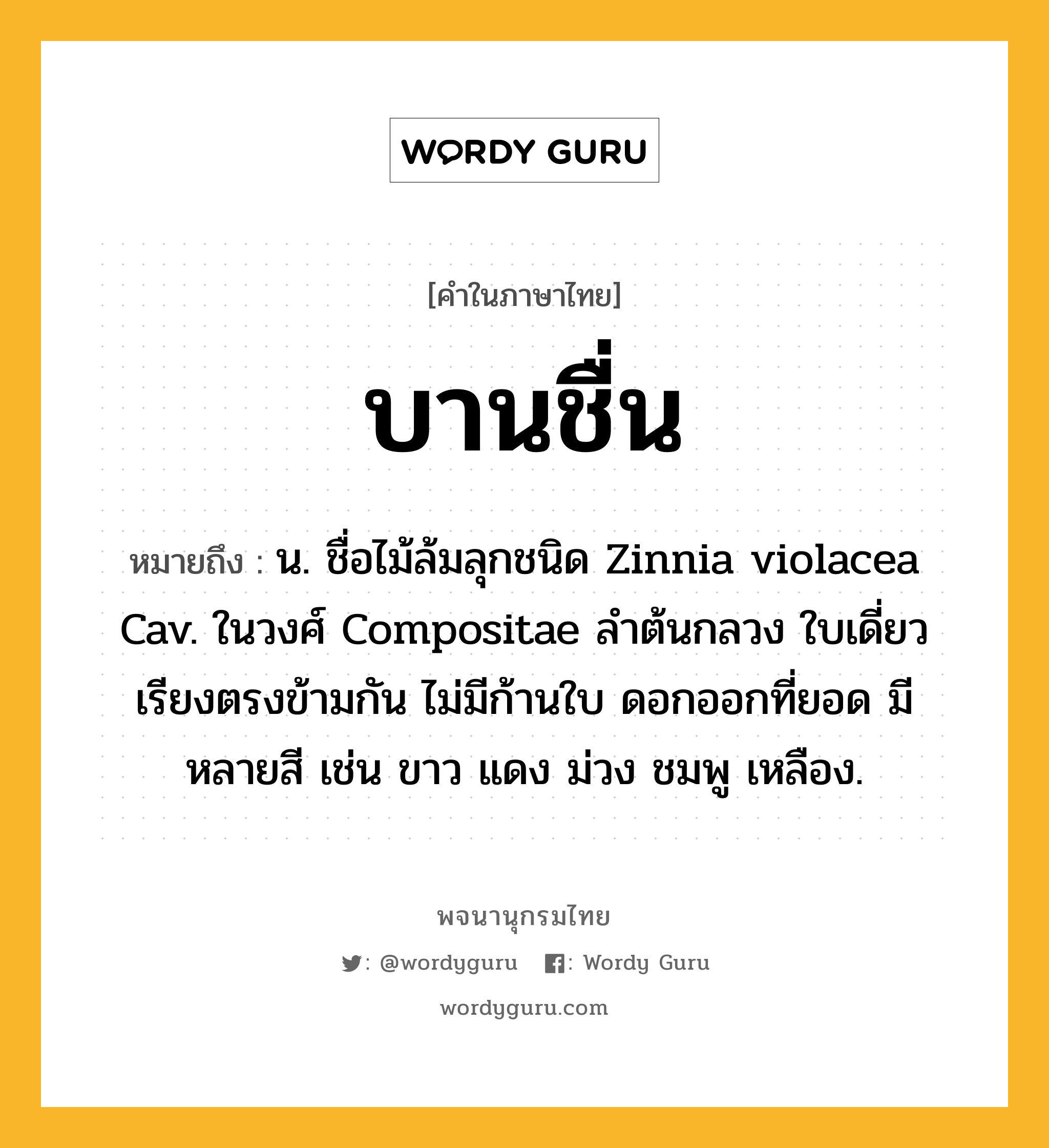 บานชื่น หมายถึงอะไร?, คำในภาษาไทย บานชื่น หมายถึง น. ชื่อไม้ล้มลุกชนิด Zinnia violacea Cav. ในวงศ์ Compositae ลําต้นกลวง ใบเดี่ยว เรียงตรงข้ามกัน ไม่มีก้านใบ ดอกออกที่ยอด มีหลายสี เช่น ขาว แดง ม่วง ชมพู เหลือง.