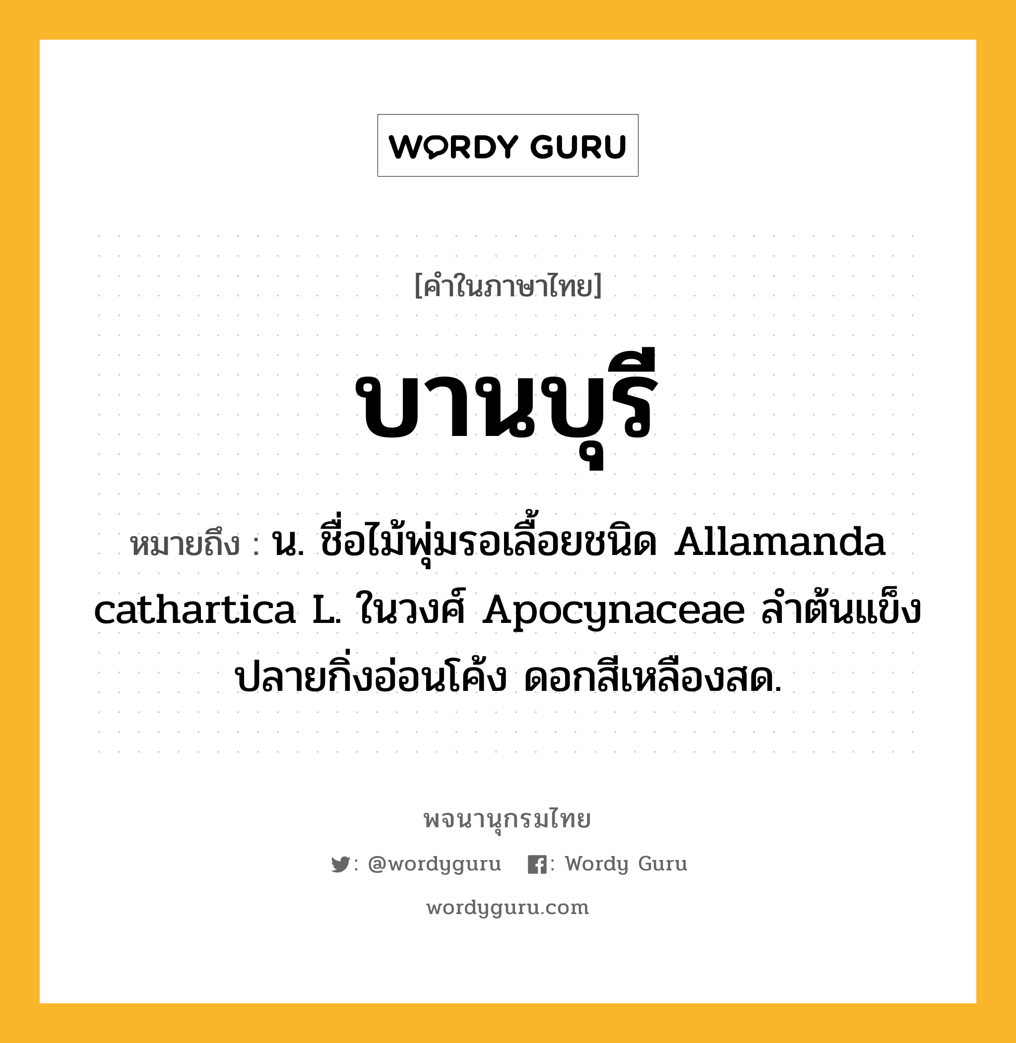 บานบุรี หมายถึงอะไร?, คำในภาษาไทย บานบุรี หมายถึง น. ชื่อไม้พุ่มรอเลื้อยชนิด Allamanda cathartica L. ในวงศ์ Apocynaceae ลําต้นแข็ง ปลายกิ่งอ่อนโค้ง ดอกสีเหลืองสด.