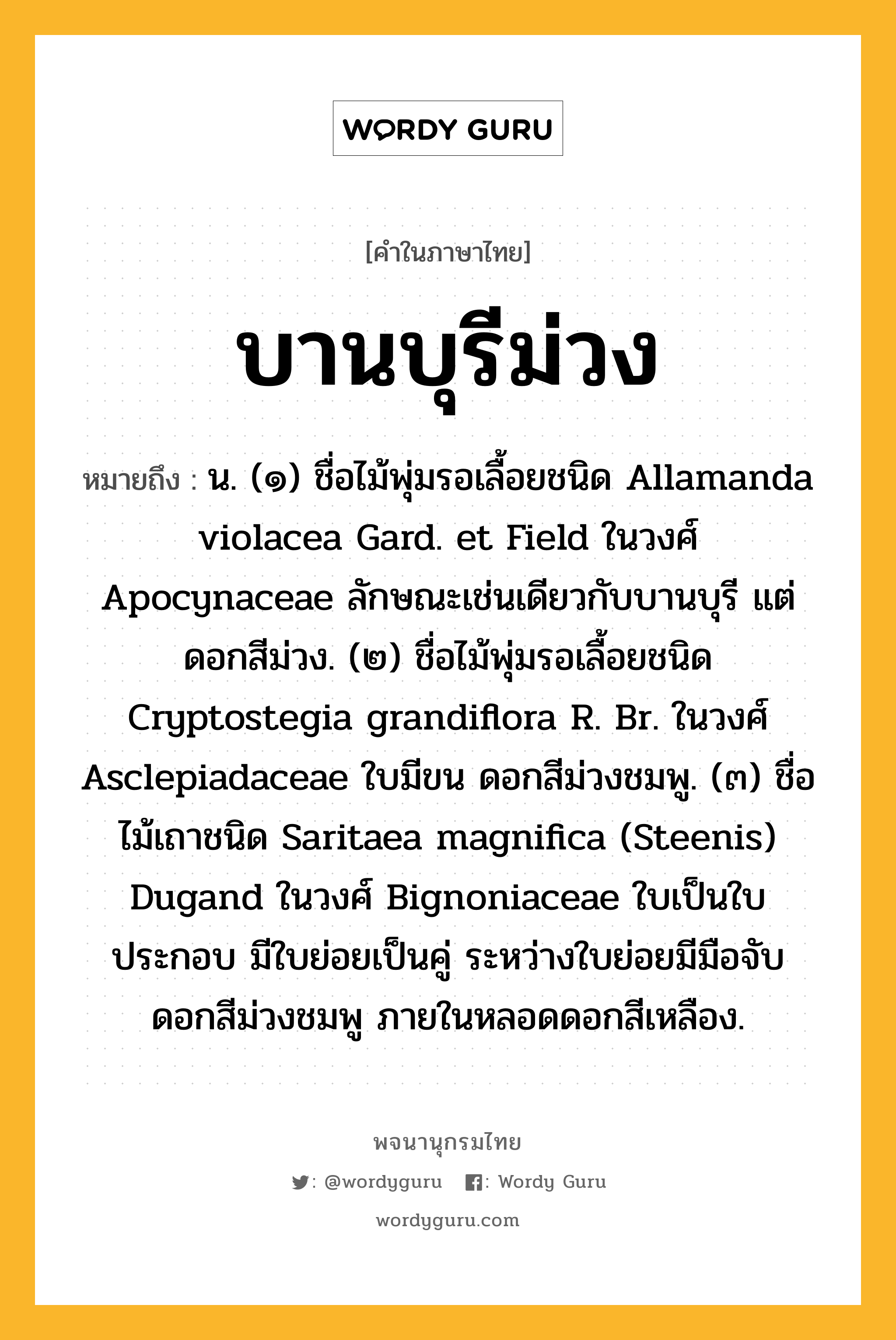 บานบุรีม่วง หมายถึงอะไร?, คำในภาษาไทย บานบุรีม่วง หมายถึง น. (๑) ชื่อไม้พุ่มรอเลื้อยชนิด Allamanda violacea Gard. et Field ในวงศ์ Apocynaceae ลักษณะเช่นเดียวกับบานบุรี แต่ดอกสีม่วง. (๒) ชื่อไม้พุ่มรอเลื้อยชนิด Cryptostegia grandiflora R. Br. ในวงศ์ Asclepiadaceae ใบมีขน ดอกสีม่วงชมพู. (๓) ชื่อไม้เถาชนิด Saritaea magnifica (Steenis) Dugand ในวงศ์ Bignoniaceae ใบเป็นใบประกอบ มีใบย่อยเป็นคู่ ระหว่างใบย่อยมีมือจับ ดอกสีม่วงชมพู ภายในหลอดดอกสีเหลือง.