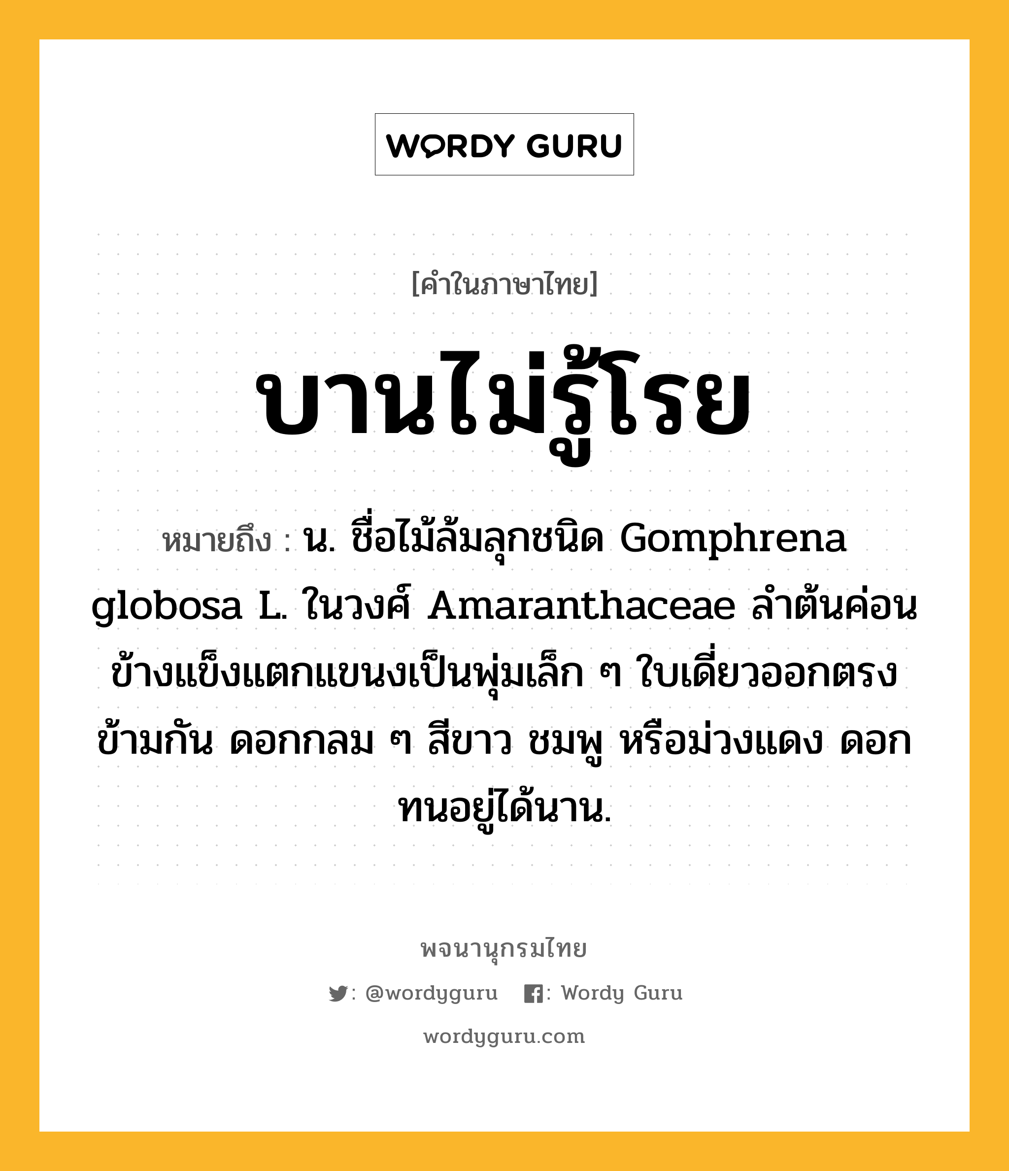 บานไม่รู้โรย หมายถึงอะไร?, คำในภาษาไทย บานไม่รู้โรย หมายถึง น. ชื่อไม้ล้มลุกชนิด Gomphrena globosa L. ในวงศ์ Amaranthaceae ลําต้นค่อนข้างแข็งแตกแขนงเป็นพุ่มเล็ก ๆ ใบเดี่ยวออกตรงข้ามกัน ดอกกลม ๆ สีขาว ชมพู หรือม่วงแดง ดอกทนอยู่ได้นาน.