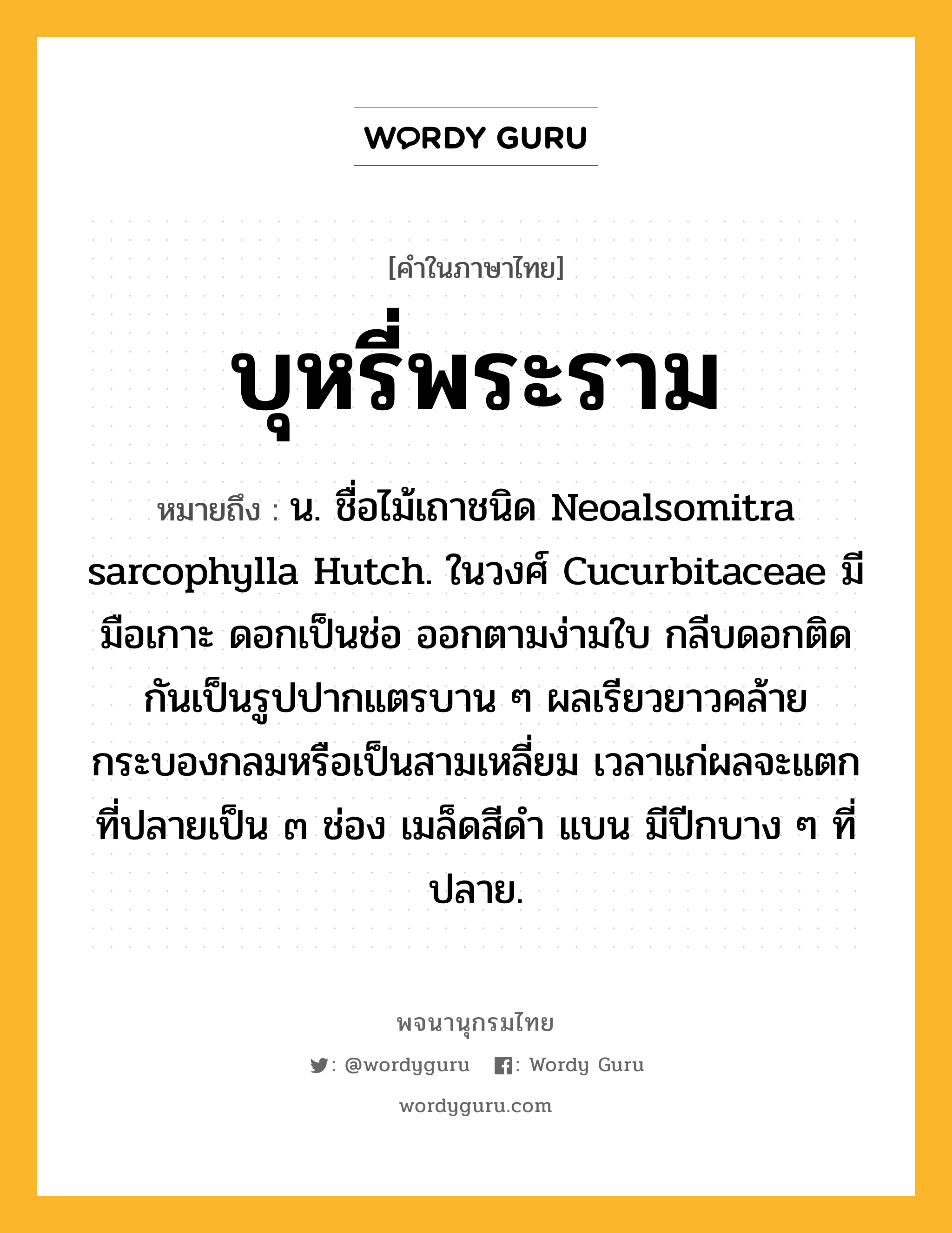 บุหรี่พระราม หมายถึงอะไร?, คำในภาษาไทย บุหรี่พระราม หมายถึง น. ชื่อไม้เถาชนิด Neoalsomitra sarcophylla Hutch. ในวงศ์ Cucurbitaceae มีมือเกาะ ดอกเป็นช่อ ออกตามง่ามใบ กลีบดอกติดกันเป็นรูปปากแตรบาน ๆ ผลเรียวยาวคล้ายกระบองกลมหรือเป็นสามเหลี่ยม เวลาแก่ผลจะแตกที่ปลายเป็น ๓ ช่อง เมล็ดสีดํา แบน มีปีกบาง ๆ ที่ปลาย.