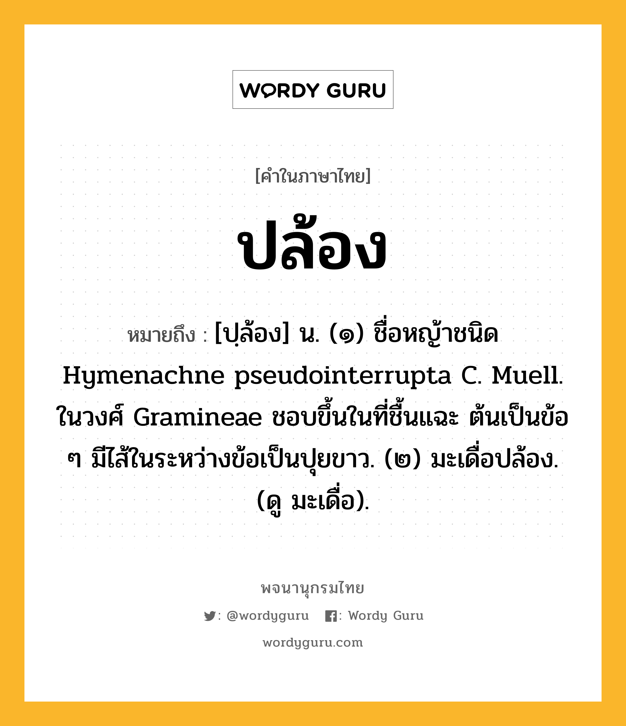 ปล้อง หมายถึงอะไร?, คำในภาษาไทย ปล้อง หมายถึง [ปฺล้อง] น. (๑) ชื่อหญ้าชนิด Hymenachne pseudointerrupta C. Muell. ในวงศ์ Gramineae ชอบขึ้นในที่ชื้นแฉะ ต้นเป็นข้อ ๆ มีไส้ในระหว่างข้อเป็นปุยขาว. (๒) มะเดื่อปล้อง. (ดู มะเดื่อ).