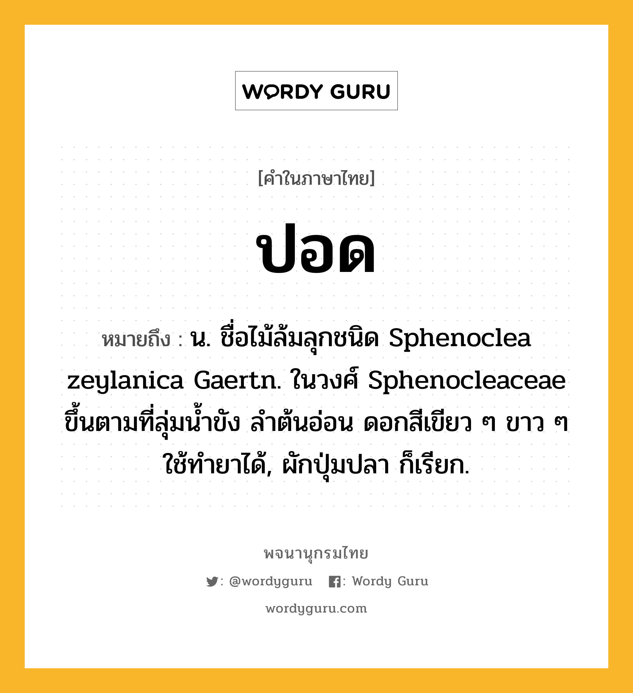 ปอด หมายถึงอะไร?, คำในภาษาไทย ปอด หมายถึง น. ชื่อไม้ล้มลุกชนิด Sphenoclea zeylanica Gaertn. ในวงศ์ Sphenocleaceae ขึ้นตามที่ลุ่มนํ้าขัง ลําต้นอ่อน ดอกสีเขียว ๆ ขาว ๆ ใช้ทํายาได้, ผักปุ่มปลา ก็เรียก.