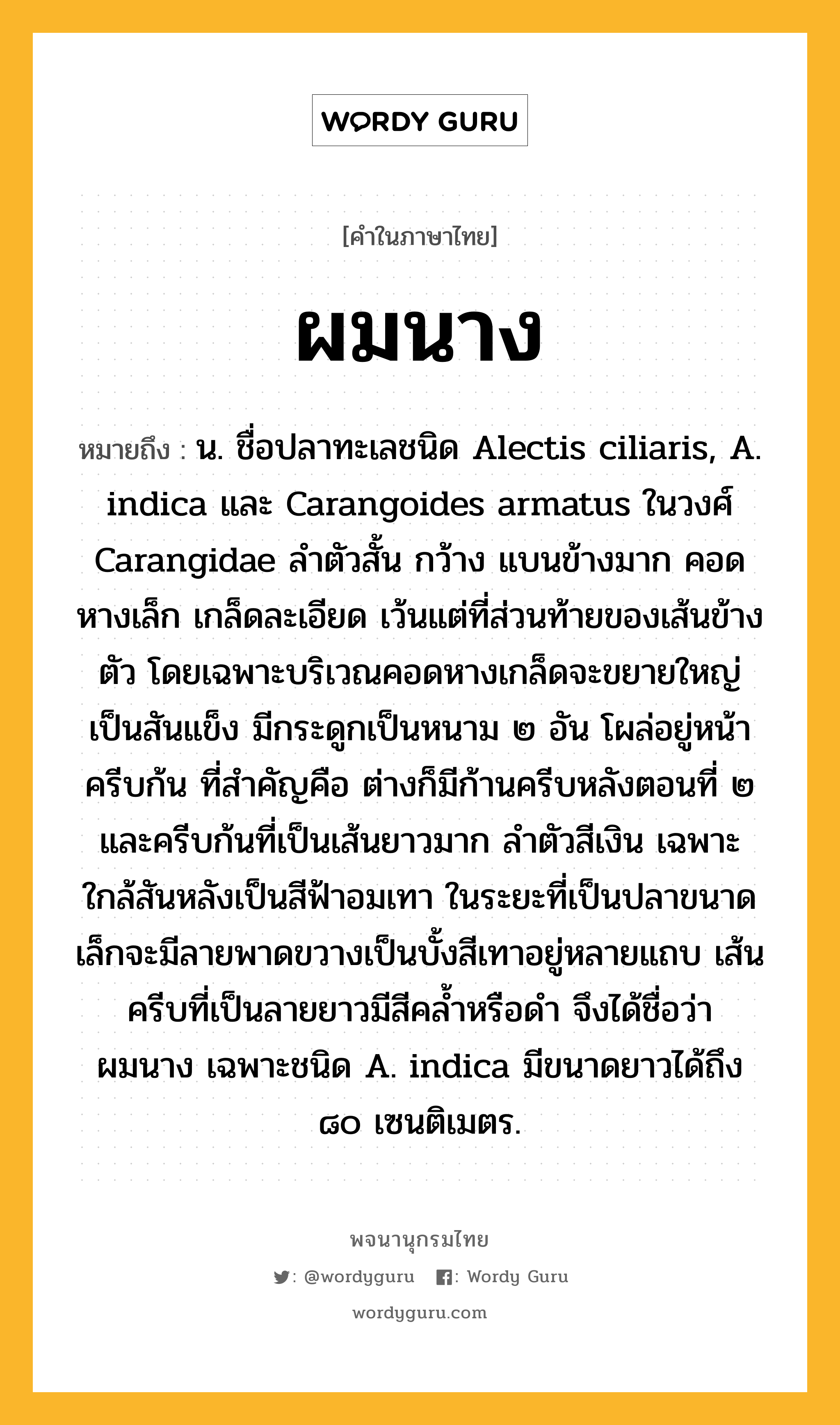 ผมนาง หมายถึงอะไร?, คำในภาษาไทย ผมนาง หมายถึง น. ชื่อปลาทะเลชนิด Alectis ciliaris, A. indica และ Carangoides armatus ในวงศ์ Carangidae ลําตัวสั้น กว้าง แบนข้างมาก คอดหางเล็ก เกล็ดละเอียด เว้นแต่ที่ส่วนท้ายของเส้นข้างตัว โดยเฉพาะบริเวณคอดหางเกล็ดจะขยายใหญ่เป็นสันแข็ง มีกระดูกเป็นหนาม ๒ อัน โผล่อยู่หน้าครีบก้น ที่สําคัญคือ ต่างก็มีก้านครีบหลังตอนที่ ๒ และครีบก้นที่เป็นเส้นยาวมาก ลําตัวสีเงิน เฉพาะใกล้สันหลังเป็นสีฟ้าอมเทา ในระยะที่เป็นปลาขนาดเล็กจะมีลายพาดขวางเป็นบั้งสีเทาอยู่หลายแถบ เส้นครีบที่เป็นลายยาวมีสีคลํ้าหรือดํา จึงได้ชื่อว่า ผมนาง เฉพาะชนิด A. indica มีขนาดยาวได้ถึง ๘๐ เซนติเมตร.