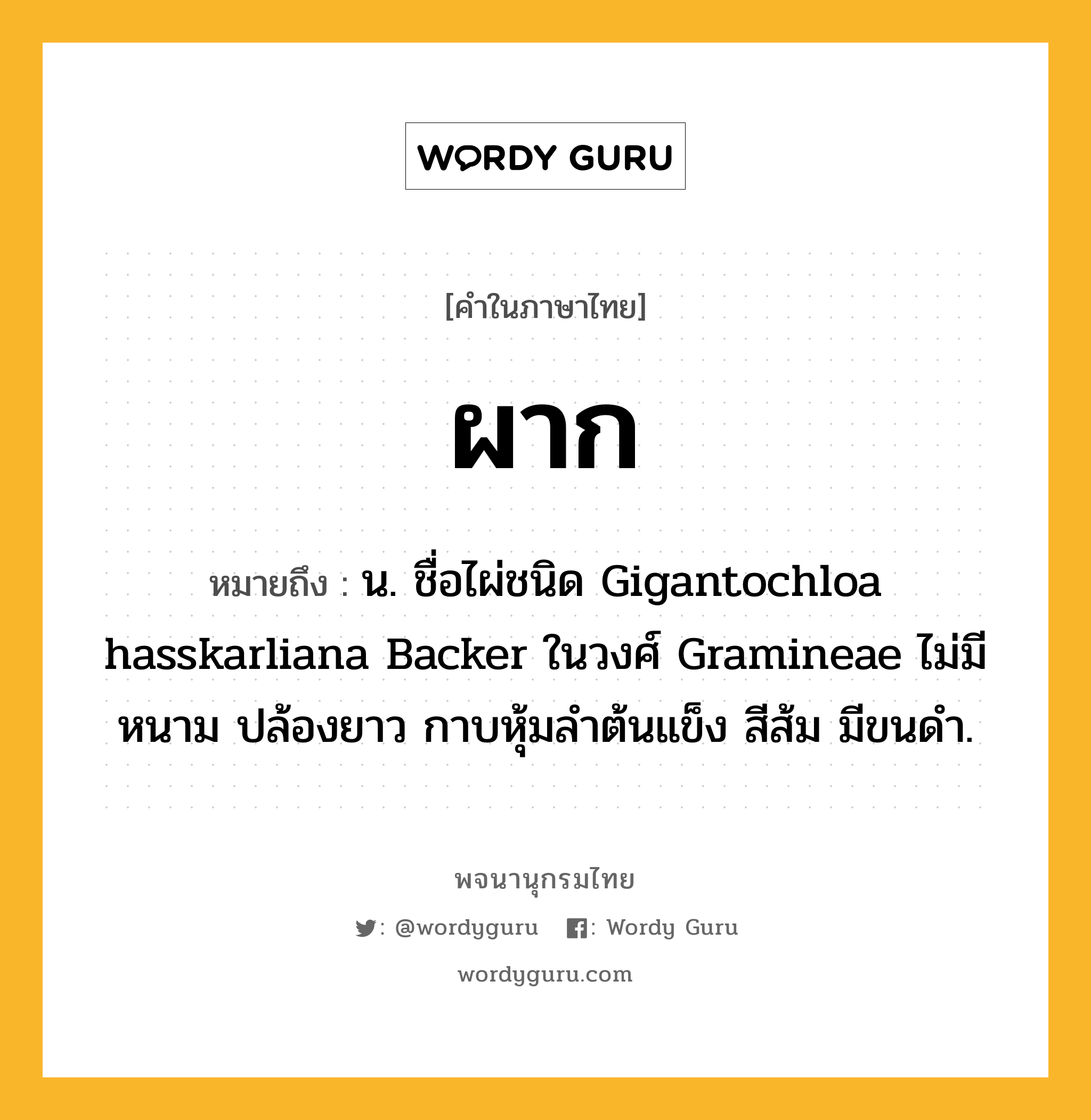 ผาก หมายถึงอะไร?, คำในภาษาไทย ผาก หมายถึง น. ชื่อไผ่ชนิด Gigantochloa hasskarliana Backer ในวงศ์ Gramineae ไม่มีหนาม ปล้องยาว กาบหุ้มลําต้นแข็ง สีส้ม มีขนดํา.