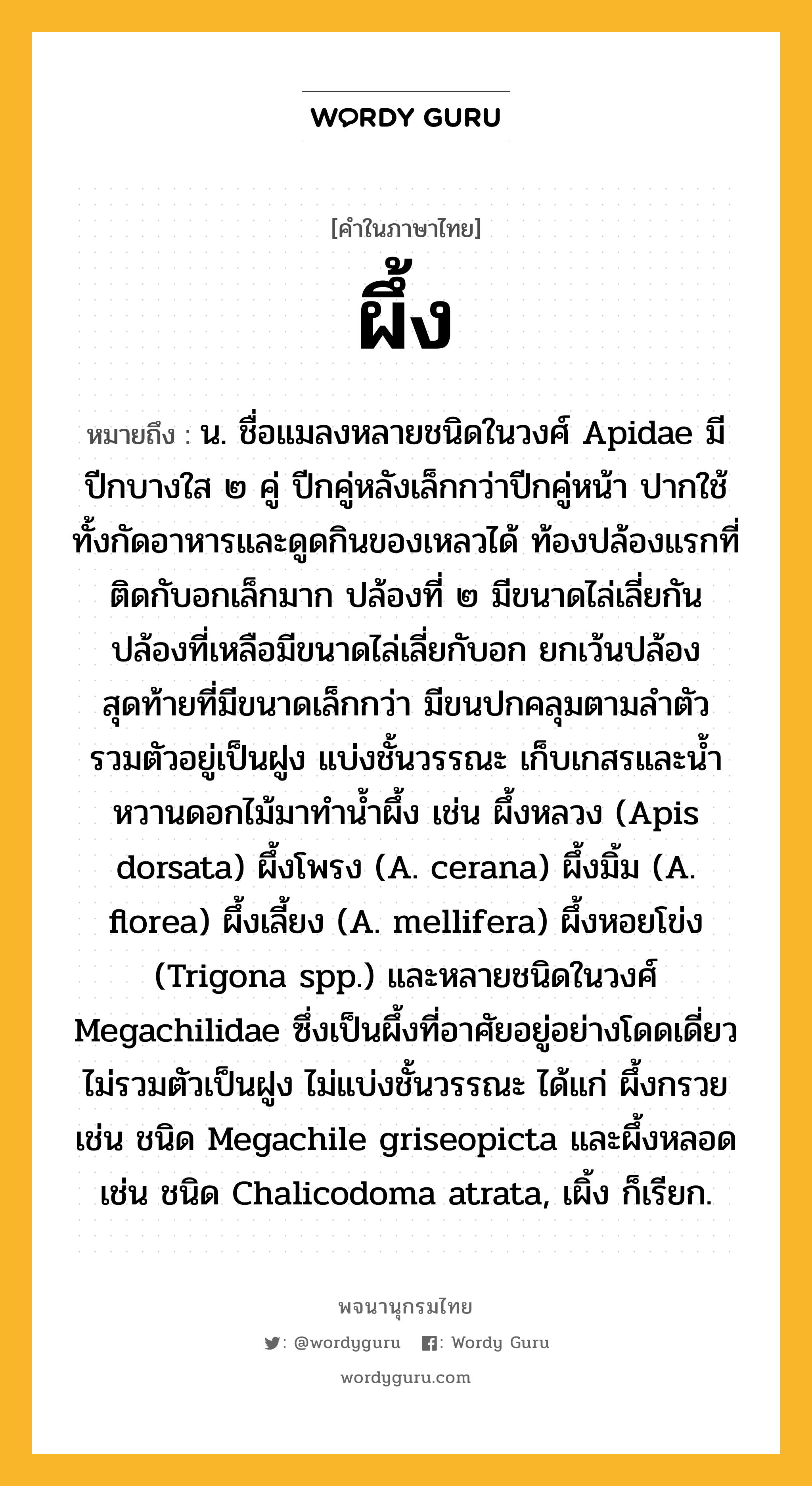 ผึ้ง หมายถึงอะไร?, คำในภาษาไทย ผึ้ง หมายถึง น. ชื่อแมลงหลายชนิดในวงศ์ Apidae มีปีกบางใส ๒ คู่ ปีกคู่หลังเล็กกว่าปีกคู่หน้า ปากใช้ทั้งกัดอาหารและดูดกินของเหลวได้ ท้องปล้องแรกที่ติดกับอกเล็กมาก ปล้องที่ ๒ มีขนาดไล่เลี่ยกัน ปล้องที่เหลือมีขนาดไล่เลี่ยกับอก ยกเว้นปล้องสุดท้ายที่มีขนาดเล็กกว่า มีขนปกคลุมตามลําตัว รวมตัวอยู่เป็นฝูง แบ่งชั้นวรรณะ เก็บเกสรและนํ้าหวานดอกไม้มาทํานํ้าผึ้ง เช่น ผึ้งหลวง (Apis dorsata) ผึ้งโพรง (A. cerana) ผึ้งมิ้ม (A. florea) ผึ้งเลี้ยง (A. mellifera) ผึ้งหอยโข่ง (Trigona spp.) และหลายชนิดในวงศ์ Megachilidae ซึ่งเป็นผึ้งที่อาศัยอยู่อย่างโดดเดี่ยว ไม่รวมตัวเป็นฝูง ไม่แบ่งชั้นวรรณะ ได้แก่ ผึ้งกรวย เช่น ชนิด Megachile griseopicta และผึ้งหลอด เช่น ชนิด Chalicodoma atrata, เผิ้ง ก็เรียก.