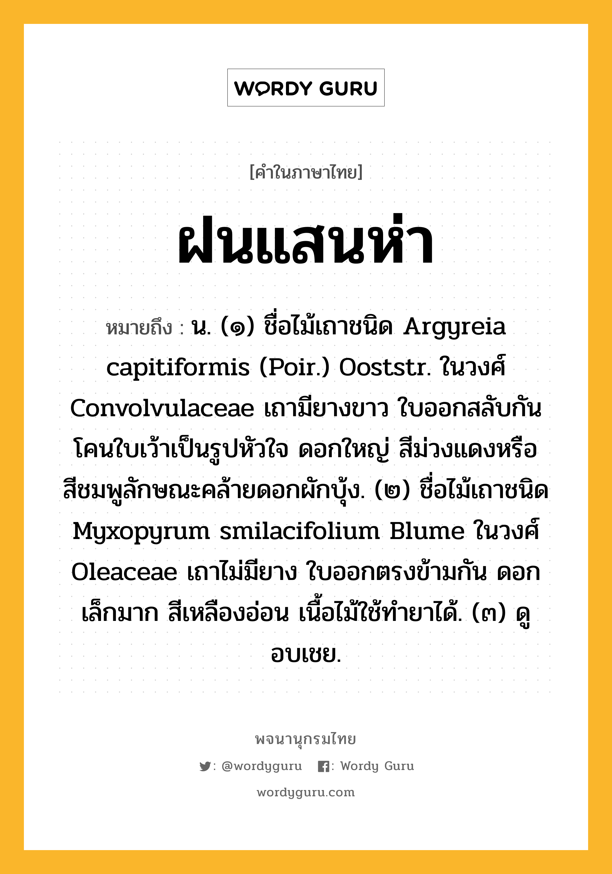 ฝนแสนห่า หมายถึงอะไร?, คำในภาษาไทย ฝนแสนห่า หมายถึง น. (๑) ชื่อไม้เถาชนิด Argyreia capitiformis (Poir.) Ooststr. ในวงศ์ Convolvulaceae เถามียางขาว ใบออกสลับกัน โคนใบเว้าเป็นรูปหัวใจ ดอกใหญ่ สีม่วงแดงหรือสีชมพูลักษณะคล้ายดอกผักบุ้ง. (๒) ชื่อไม้เถาชนิด Myxopyrum smilacifolium Blume ในวงศ์ Oleaceae เถาไม่มียาง ใบออกตรงข้ามกัน ดอกเล็กมาก สีเหลืองอ่อน เนื้อไม้ใช้ทํายาได้. (๓) ดู อบเชย.