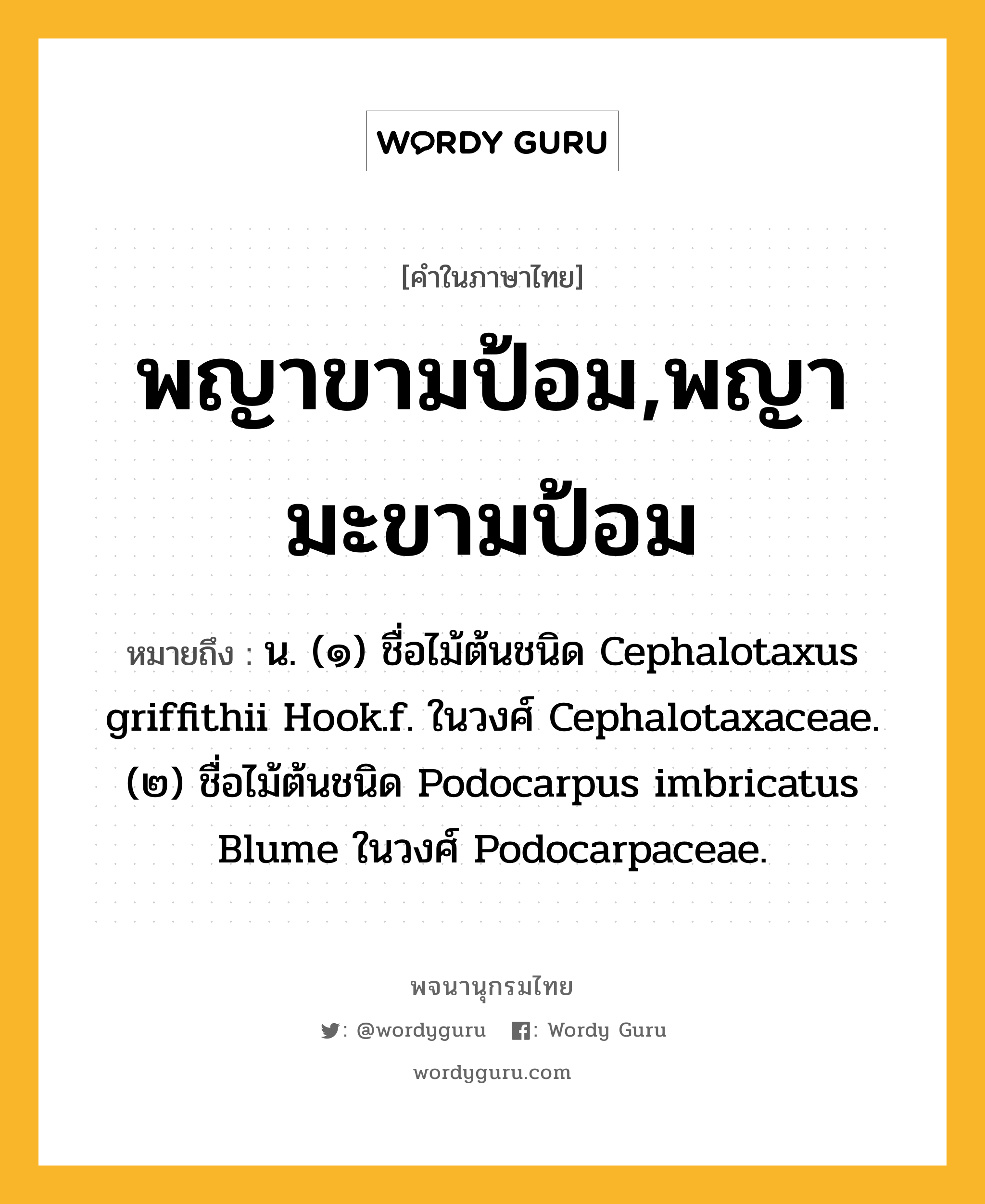 พญาขามป้อม,พญามะขามป้อม หมายถึงอะไร?, คำในภาษาไทย พญาขามป้อม,พญามะขามป้อม หมายถึง น. (๑) ชื่อไม้ต้นชนิด Cephalotaxus griffithii Hook.f. ในวงศ์ Cephalotaxaceae. (๒) ชื่อไม้ต้นชนิด Podocarpus imbricatus Blume ในวงศ์ Podocarpaceae.