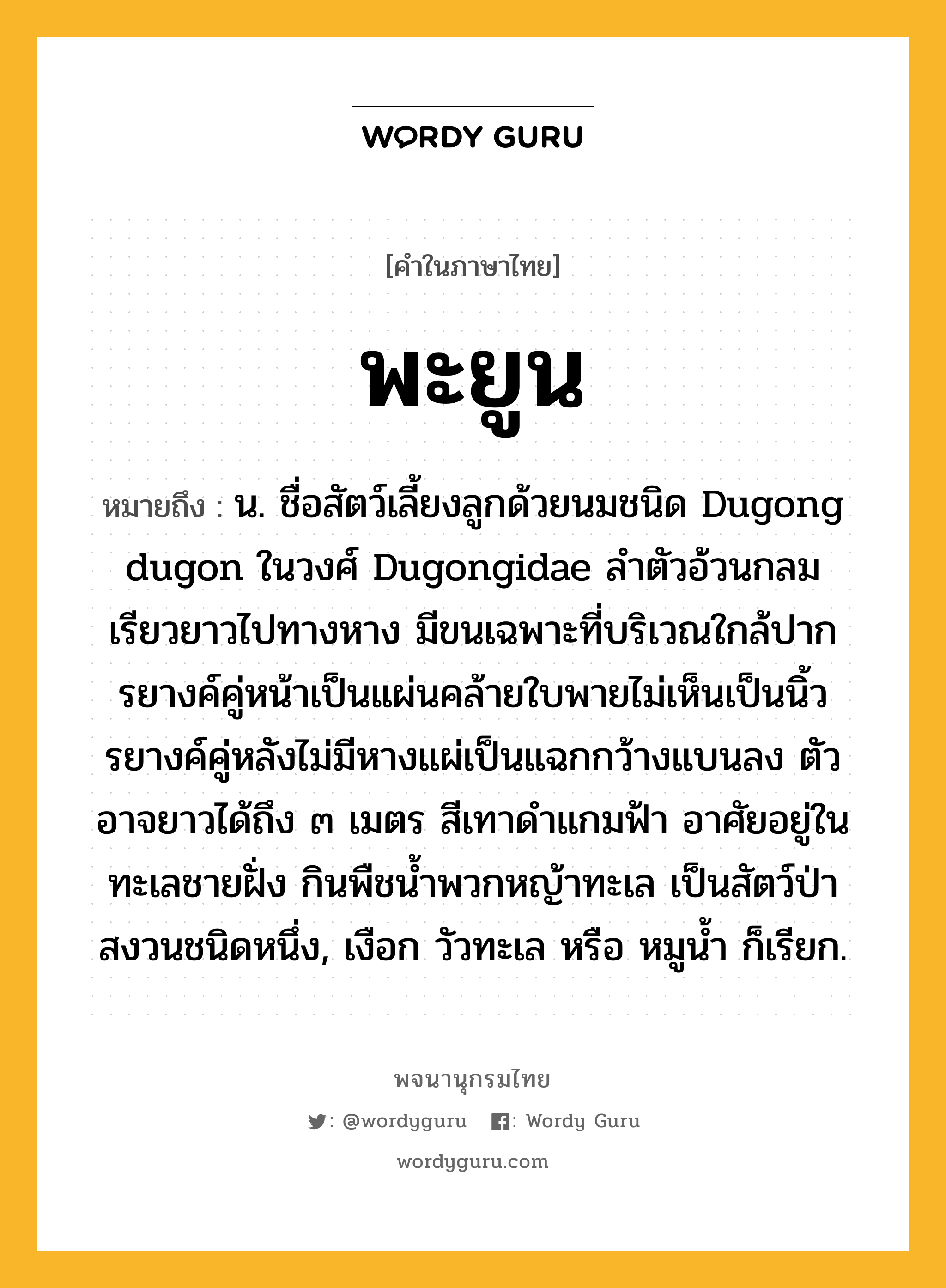 พะยูน หมายถึงอะไร?, คำในภาษาไทย พะยูน หมายถึง น. ชื่อสัตว์เลี้ยงลูกด้วยนมชนิด Dugong dugon ในวงศ์ Dugongidae ลําตัวอ้วนกลม เรียวยาวไปทางหาง มีขนเฉพาะที่บริเวณใกล้ปาก รยางค์คู่หน้าเป็นแผ่นคล้ายใบพายไม่เห็นเป็นนิ้ว รยางค์คู่หลังไม่มีหางแผ่เป็นแฉกกว้างแบนลง ตัวอาจยาวได้ถึง ๓ เมตร สีเทาดําแกมฟ้า อาศัยอยู่ในทะเลชายฝั่ง กินพืชนํ้าพวกหญ้าทะเล เป็นสัตว์ป่าสงวนชนิดหนึ่ง, เงือก วัวทะเล หรือ หมูนํ้า ก็เรียก.