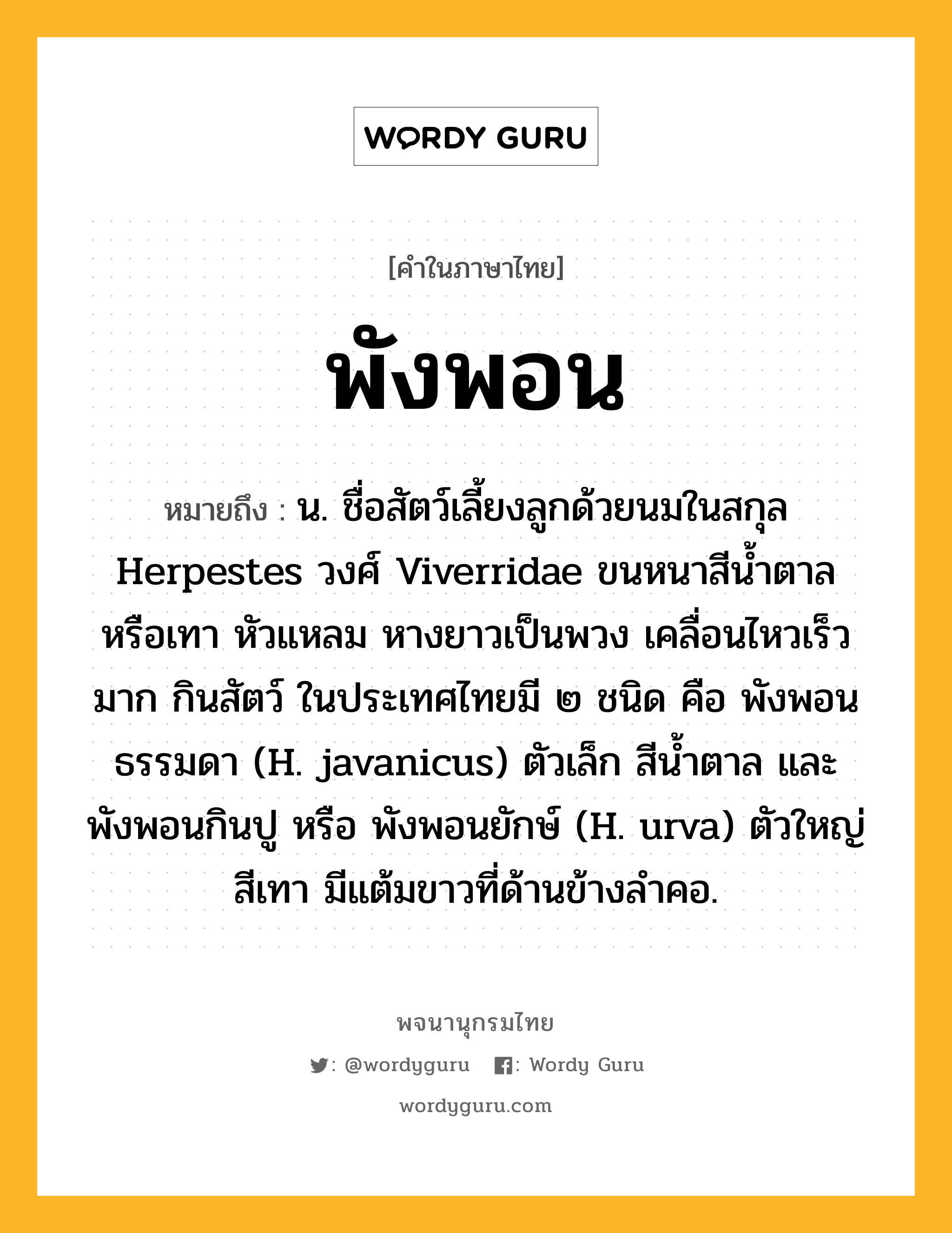 พังพอน หมายถึงอะไร?, คำในภาษาไทย พังพอน หมายถึง น. ชื่อสัตว์เลี้ยงลูกด้วยนมในสกุล Herpestes วงศ์ Viverridae ขนหนาสีนํ้าตาลหรือเทา หัวแหลม หางยาวเป็นพวง เคลื่อนไหวเร็วมาก กินสัตว์ ในประเทศไทยมี ๒ ชนิด คือ พังพอนธรรมดา (H. javanicus) ตัวเล็ก สีนํ้าตาล และพังพอนกินปู หรือ พังพอนยักษ์ (H. urva) ตัวใหญ่สีเทา มีแต้มขาวที่ด้านข้างลําคอ.