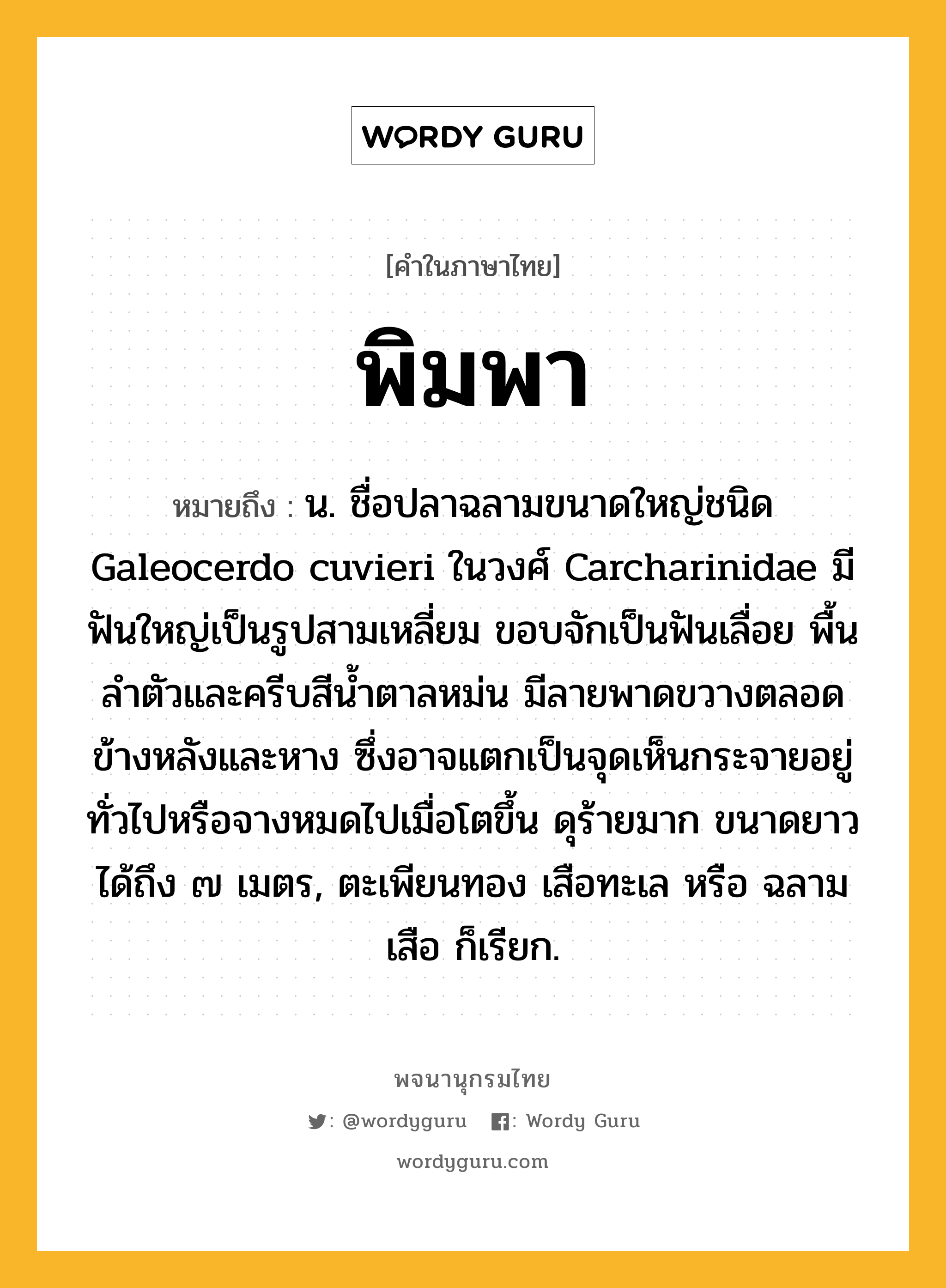 พิมพา หมายถึงอะไร?, คำในภาษาไทย พิมพา หมายถึง น. ชื่อปลาฉลามขนาดใหญ่ชนิด Galeocerdo cuvieri ในวงศ์ Carcharinidae มีฟันใหญ่เป็นรูปสามเหลี่ยม ขอบจักเป็นฟันเลื่อย พื้นลําตัวและครีบสีนํ้าตาลหม่น มีลายพาดขวางตลอดข้างหลังและหาง ซึ่งอาจแตกเป็นจุดเห็นกระจายอยู่ทั่วไปหรือจางหมดไปเมื่อโตขึ้น ดุร้ายมาก ขนาดยาวได้ถึง ๗ เมตร, ตะเพียนทอง เสือทะเล หรือ ฉลามเสือ ก็เรียก.