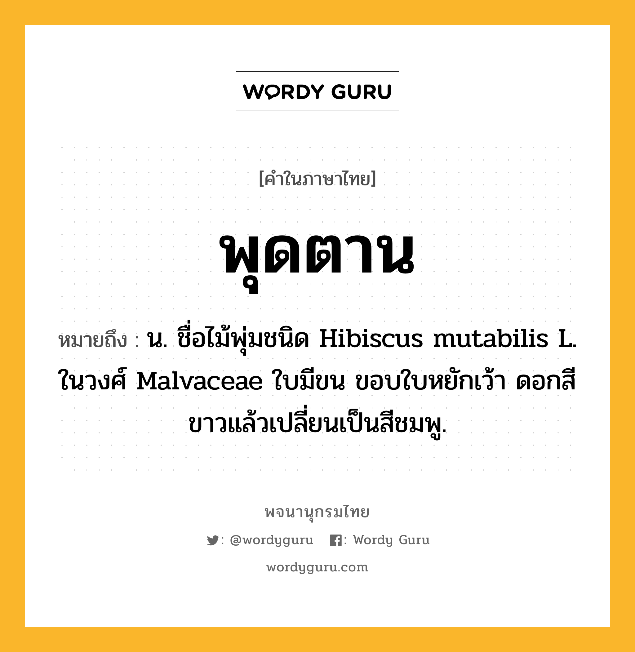 พุดตาน หมายถึงอะไร?, คำในภาษาไทย พุดตาน หมายถึง น. ชื่อไม้พุ่มชนิด Hibiscus mutabilis L. ในวงศ์ Malvaceae ใบมีขน ขอบใบหยักเว้า ดอกสีขาวแล้วเปลี่ยนเป็นสีชมพู.