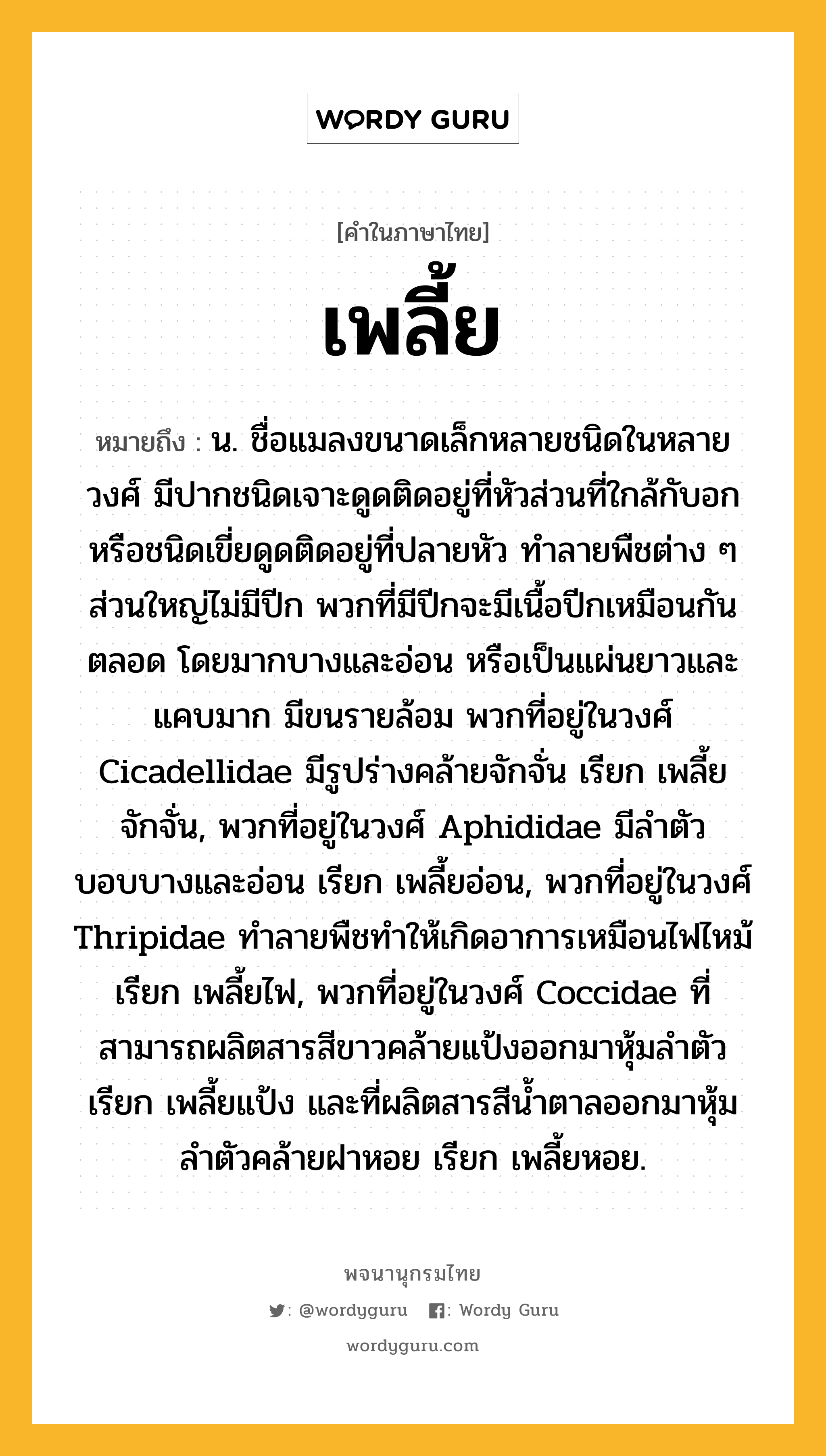 เพลี้ย หมายถึงอะไร?, คำในภาษาไทย เพลี้ย หมายถึง น. ชื่อแมลงขนาดเล็กหลายชนิดในหลายวงศ์ มีปากชนิดเจาะดูดติดอยู่ที่หัวส่วนที่ใกล้กับอก หรือชนิดเขี่ยดูดติดอยู่ที่ปลายหัว ทําลายพืชต่าง ๆ ส่วนใหญ่ไม่มีปีก พวกที่มีปีกจะมีเนื้อปีกเหมือนกันตลอด โดยมากบางและอ่อน หรือเป็นแผ่นยาวและแคบมาก มีขนรายล้อม พวกที่อยู่ในวงศ์ Cicadellidae มีรูปร่างคล้ายจักจั่น เรียก เพลี้ยจักจั่น, พวกที่อยู่ในวงศ์ Aphididae มีลําตัวบอบบางและอ่อน เรียก เพลี้ยอ่อน, พวกที่อยู่ในวงศ์ Thripidae ทําลายพืชทําให้เกิดอาการเหมือนไฟไหม้ เรียก เพลี้ยไฟ, พวกที่อยู่ในวงศ์ Coccidae ที่สามารถผลิตสารสีขาวคล้ายแป้งออกมาหุ้มลําตัว เรียก เพลี้ยแป้ง และที่ผลิตสารสีนํ้าตาลออกมาหุ้มลําตัวคล้ายฝาหอย เรียก เพลี้ยหอย.