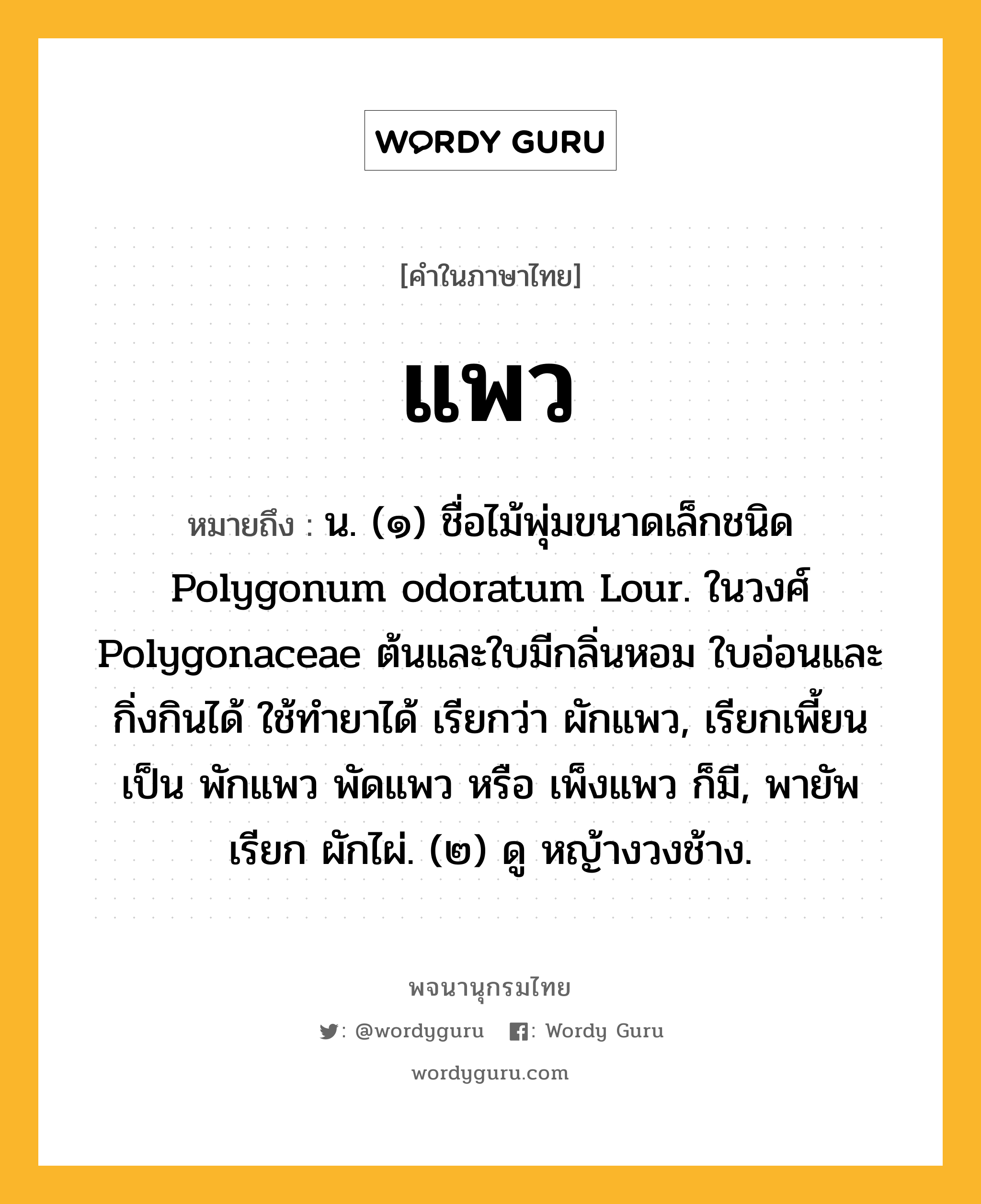 แพว หมายถึงอะไร?, คำในภาษาไทย แพว หมายถึง น. (๑) ชื่อไม้พุ่มขนาดเล็กชนิด Polygonum odoratum Lour. ในวงศ์ Polygonaceae ต้นและใบมีกลิ่นหอม ใบอ่อนและกิ่งกินได้ ใช้ทํายาได้ เรียกว่า ผักแพว, เรียกเพี้ยนเป็น พักแพว พัดแพว หรือ เพ็งแพว ก็มี, พายัพเรียก ผักไผ่. (๒) ดู หญ้างวงช้าง.