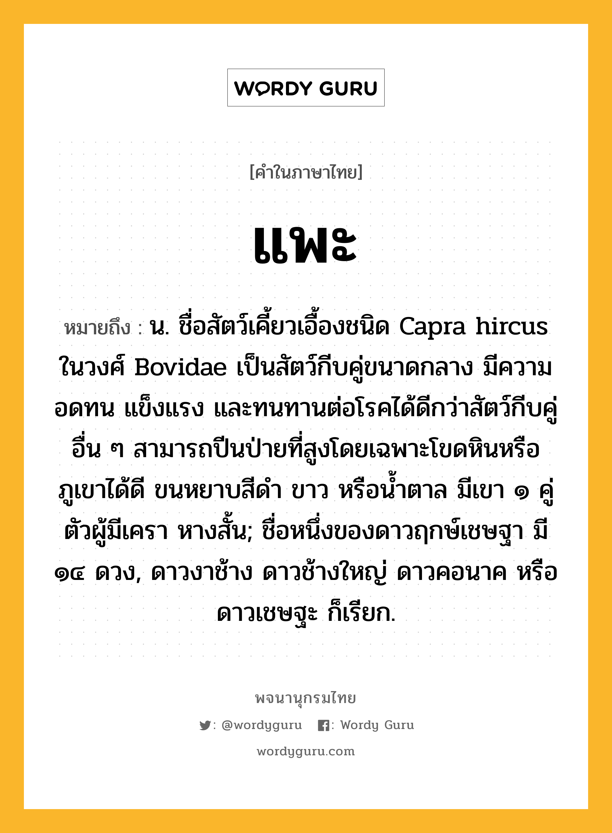 แพะ หมายถึงอะไร?, คำในภาษาไทย แพะ หมายถึง น. ชื่อสัตว์เคี้ยวเอื้องชนิด Capra hircus ในวงศ์ Bovidae เป็นสัตว์กีบคู่ขนาดกลาง มีความอดทน แข็งแรง และทนทานต่อโรคได้ดีกว่าสัตว์กีบคู่อื่น ๆ สามารถปีนป่ายที่สูงโดยเฉพาะโขดหินหรือภูเขาได้ดี ขนหยาบสีดํา ขาว หรือนํ้าตาล มีเขา ๑ คู่ ตัวผู้มีเครา หางสั้น; ชื่อหนึ่งของดาวฤกษ์เชษฐา มี ๑๔ ดวง, ดาวงาช้าง ดาวช้างใหญ่ ดาวคอนาค หรือ ดาวเชษฐะ ก็เรียก.