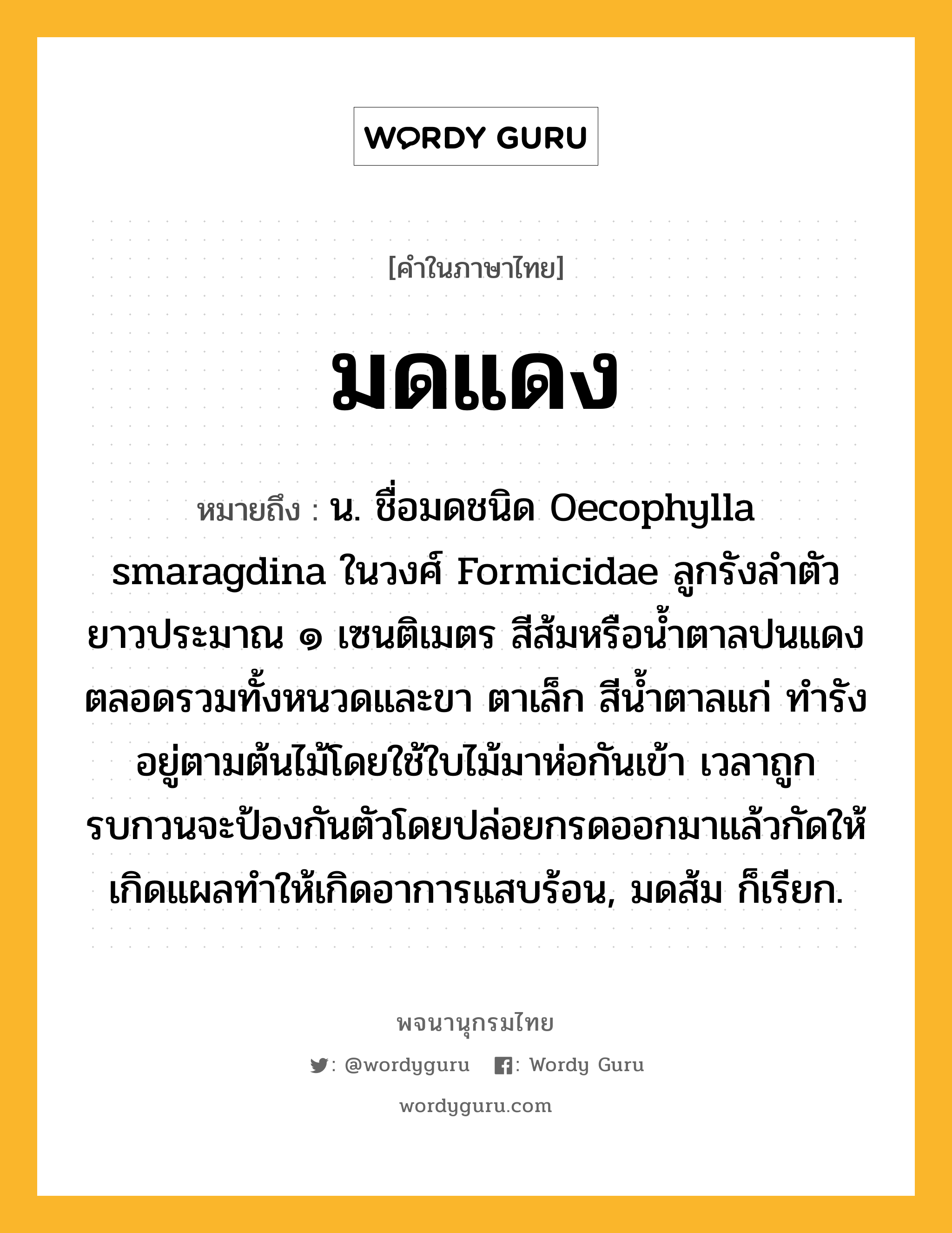 มดแดง หมายถึงอะไร?, คำในภาษาไทย มดแดง หมายถึง น. ชื่อมดชนิด Oecophylla smaragdina ในวงศ์ Formicidae ลูกรังลําตัวยาวประมาณ ๑ เซนติเมตร สีส้มหรือนํ้าตาลปนแดงตลอดรวมทั้งหนวดและขา ตาเล็ก สีนํ้าตาลแก่ ทํารังอยู่ตามต้นไม้โดยใช้ใบไม้มาห่อกันเข้า เวลาถูกรบกวนจะป้องกันตัวโดยปล่อยกรดออกมาแล้วกัดให้เกิดแผลทําให้เกิดอาการแสบร้อน, มดส้ม ก็เรียก.