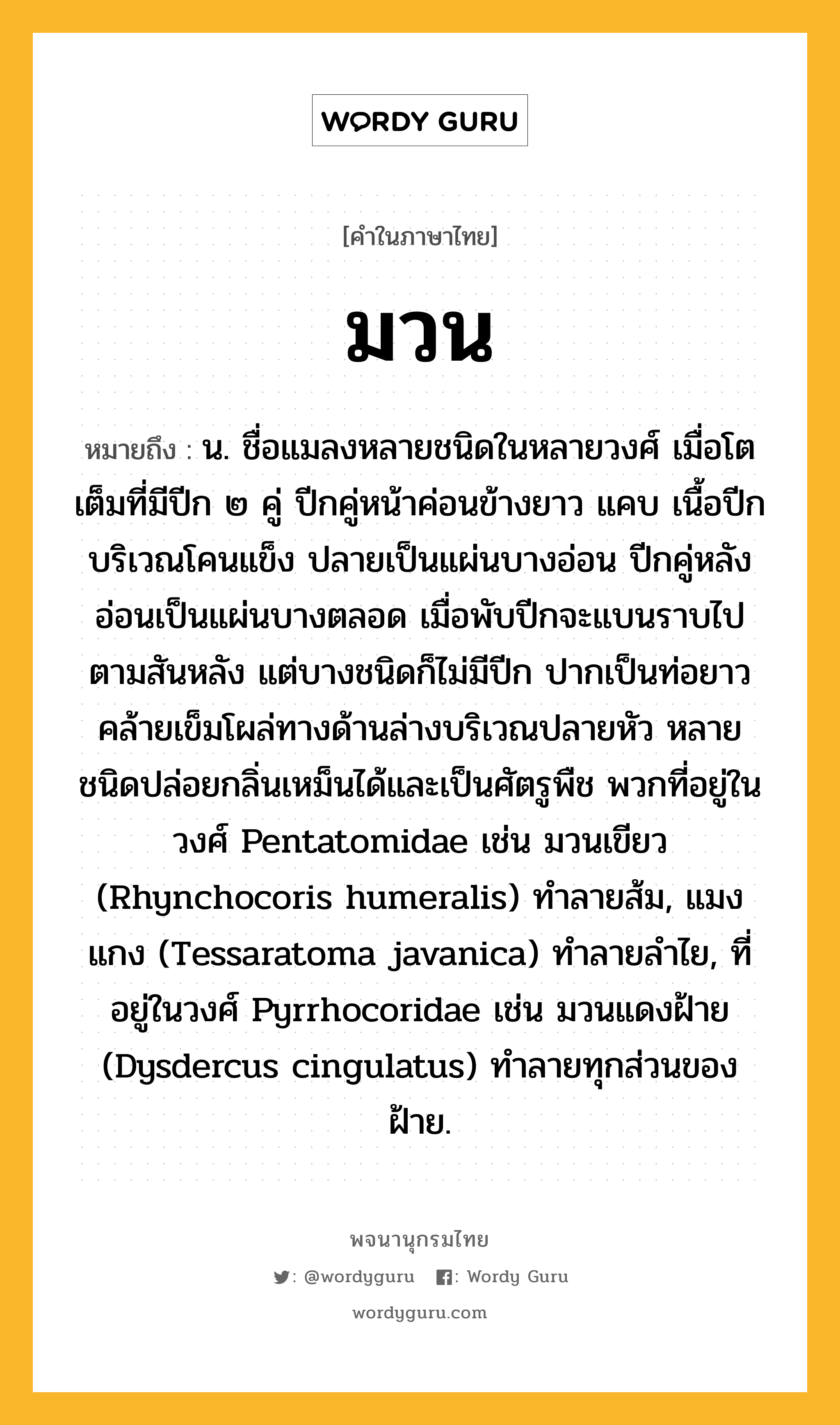 มวน หมายถึงอะไร?, คำในภาษาไทย มวน หมายถึง น. ชื่อแมลงหลายชนิดในหลายวงศ์ เมื่อโตเต็มที่มีปีก ๒ คู่ ปีกคู่หน้าค่อนข้างยาว แคบ เนื้อปีกบริเวณโคนแข็ง ปลายเป็นแผ่นบางอ่อน ปีกคู่หลังอ่อนเป็นแผ่นบางตลอด เมื่อพับปีกจะแบนราบไปตามสันหลัง แต่บางชนิดก็ไม่มีปีก ปากเป็นท่อยาวคล้ายเข็มโผล่ทางด้านล่างบริเวณปลายหัว หลายชนิดปล่อยกลิ่นเหม็นได้และเป็นศัตรูพืช พวกที่อยู่ในวงศ์ Pentatomidae เช่น มวนเขียว (Rhynchocoris humeralis) ทําลายส้ม, แมงแกง (Tessaratoma javanica) ทําลายลําไย, ที่อยู่ในวงศ์ Pyrrhocoridae เช่น มวนแดงฝ้าย (Dysdercus cingulatus) ทําลายทุกส่วนของฝ้าย.