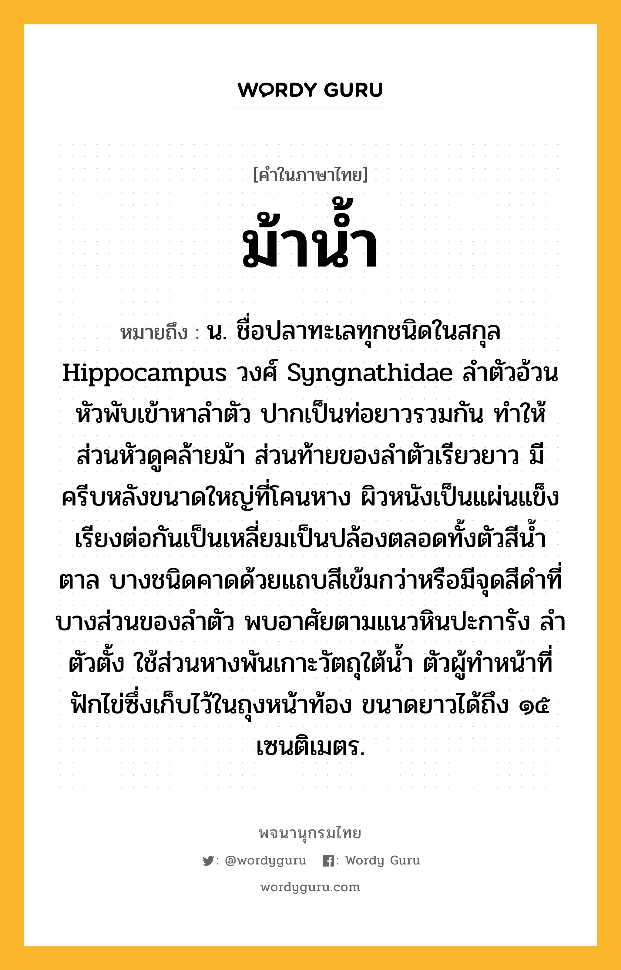 ม้าน้ำ ความหมาย หมายถึงอะไร?, คำในภาษาไทย ม้าน้ำ หมายถึง น. ชื่อปลาทะเลทุกชนิดในสกุล Hippocampus วงศ์ Syngnathidae ลําตัวอ้วน หัวพับเข้าหาลําตัว ปากเป็นท่อยาวรวมกัน ทําให้ส่วนหัวดูคล้ายม้า ส่วนท้ายของลําตัวเรียวยาว มีครีบหลังขนาดใหญ่ที่โคนหาง ผิวหนังเป็นแผ่นแข็งเรียงต่อกันเป็นเหลี่ยมเป็นปล้องตลอดทั้งตัวสีนํ้าตาล บางชนิดคาดด้วยแถบสีเข้มกว่าหรือมีจุดสีดําที่บางส่วนของลําตัว พบอาศัยตามแนวหินปะการัง ลําตัวตั้ง ใช้ส่วนหางพันเกาะวัตถุใต้นํ้า ตัวผู้ทําหน้าที่ฟักไข่ซึ่งเก็บไว้ในถุงหน้าท้อง ขนาดยาวได้ถึง ๑๕ เซนติเมตร.