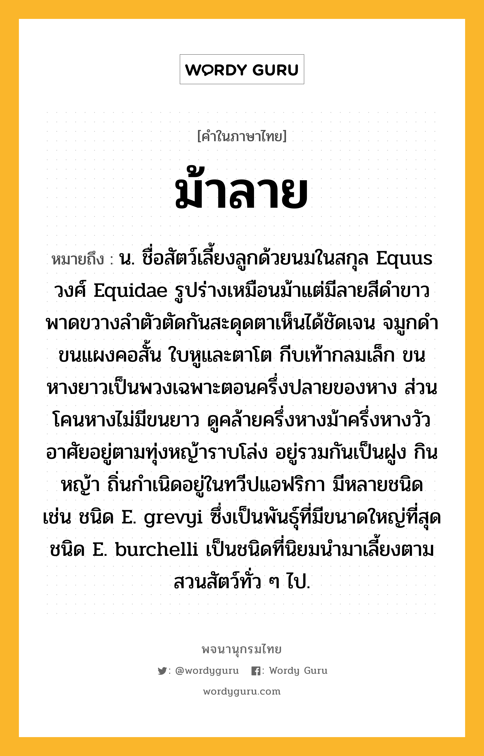 ม้าลาย หมายถึงอะไร?, คำในภาษาไทย ม้าลาย หมายถึง น. ชื่อสัตว์เลี้ยงลูกด้วยนมในสกุล Equus วงศ์ Equidae รูปร่างเหมือนม้าแต่มีลายสีดําขาวพาดขวางลําตัวตัดกันสะดุดตาเห็นได้ชัดเจน จมูกดํา ขนแผงคอสั้น ใบหูและตาโต กีบเท้ากลมเล็ก ขนหางยาวเป็นพวงเฉพาะตอนครึ่งปลายของหาง ส่วนโคนหางไม่มีขนยาว ดูคล้ายครึ่งหางม้าครึ่งหางวัว อาศัยอยู่ตามทุ่งหญ้าราบโล่ง อยู่รวมกันเป็นฝูง กินหญ้า ถิ่นกําเนิดอยู่ในทวีปแอฟริกา มีหลายชนิด เช่น ชนิด E. grevyi ซึ่งเป็นพันธุ์ที่มีขนาดใหญ่ที่สุด ชนิด E. burchelli เป็นชนิดที่นิยมนํามาเลี้ยงตามสวนสัตว์ทั่ว ๆ ไป.