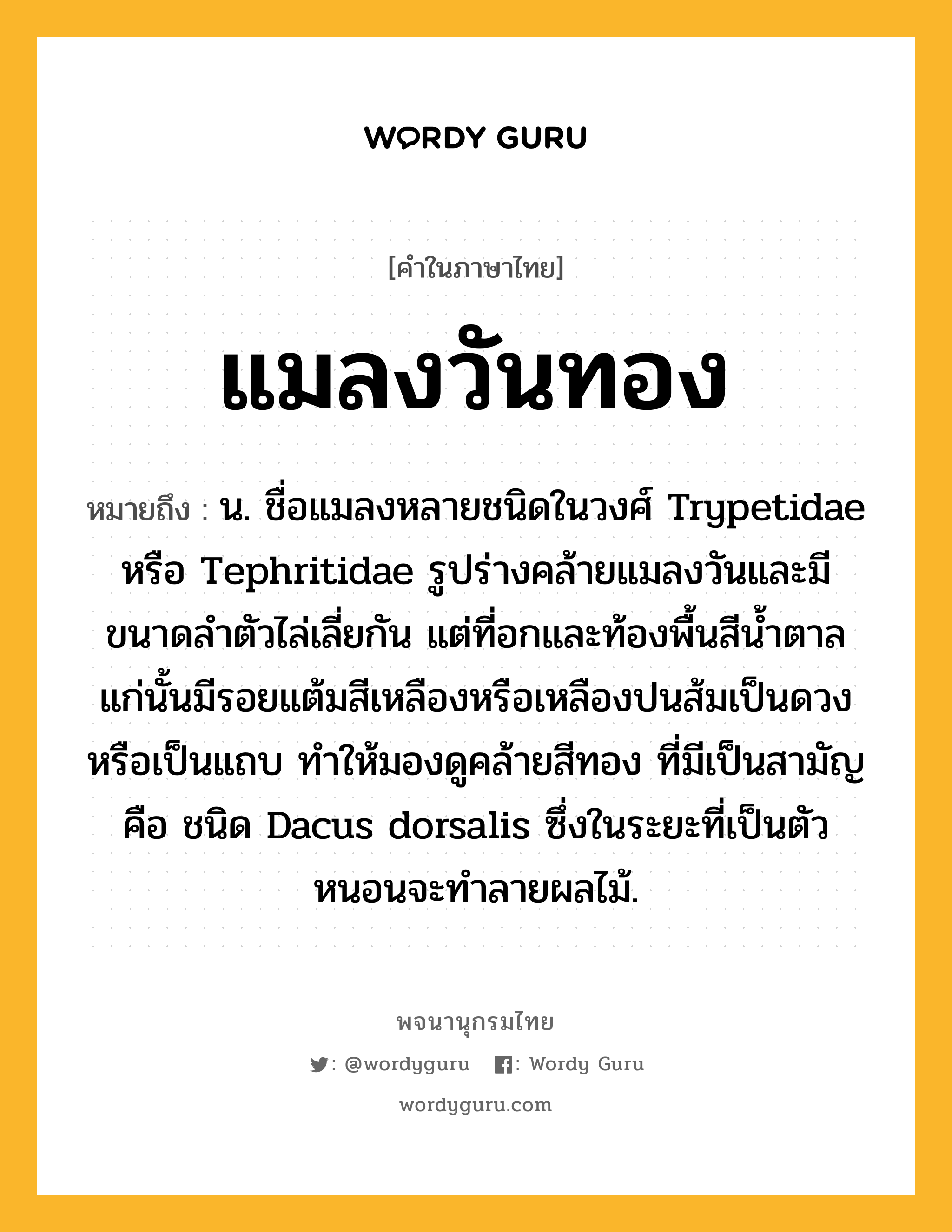 แมลงวันทอง หมายถึงอะไร?, คำในภาษาไทย แมลงวันทอง หมายถึง น. ชื่อแมลงหลายชนิดในวงศ์ Trypetidae หรือ Tephritidae รูปร่างคล้ายแมลงวันและมีขนาดลําตัวไล่เลี่ยกัน แต่ที่อกและท้องพื้นสีน้ำตาลแก่นั้นมีรอยแต้มสีเหลืองหรือเหลืองปนส้มเป็นดวงหรือเป็นแถบ ทําให้มองดูคล้ายสีทอง ที่มีเป็นสามัญ คือ ชนิด Dacus dorsalis ซึ่งในระยะที่เป็นตัวหนอนจะทําลายผลไม้.