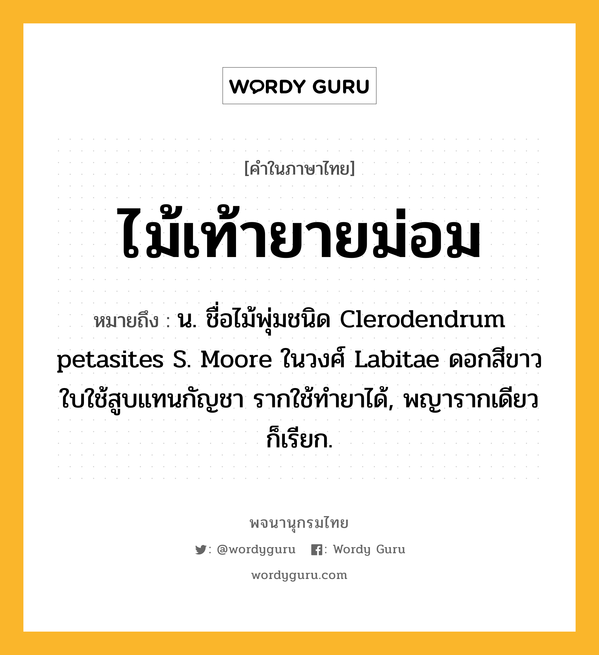 ไม้เท้ายายม่อม หมายถึงอะไร?, คำในภาษาไทย ไม้เท้ายายม่อม หมายถึง น. ชื่อไม้พุ่มชนิด Clerodendrum petasites S. Moore ในวงศ์ Labitae ดอกสีขาว ใบใช้สูบแทนกัญชา รากใช้ทํายาได้, พญารากเดียว ก็เรียก.