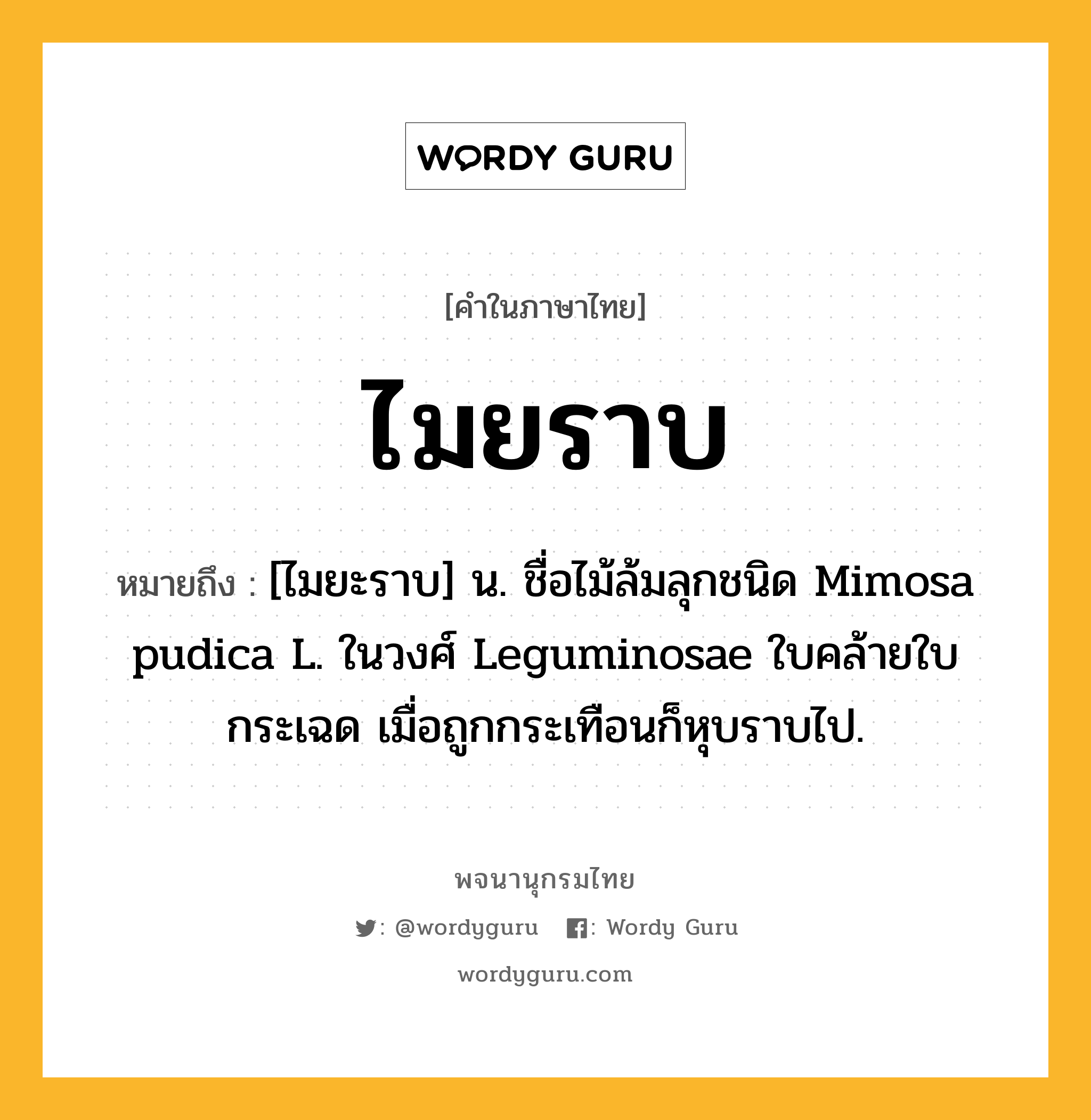 ไมยราบ ความหมาย หมายถึงอะไร?, คำในภาษาไทย ไมยราบ หมายถึง [ไมยะราบ] น. ชื่อไม้ล้มลุกชนิด Mimosa pudica L. ในวงศ์ Leguminosae ใบคล้ายใบกระเฉด เมื่อถูกกระเทือนก็หุบราบไป.