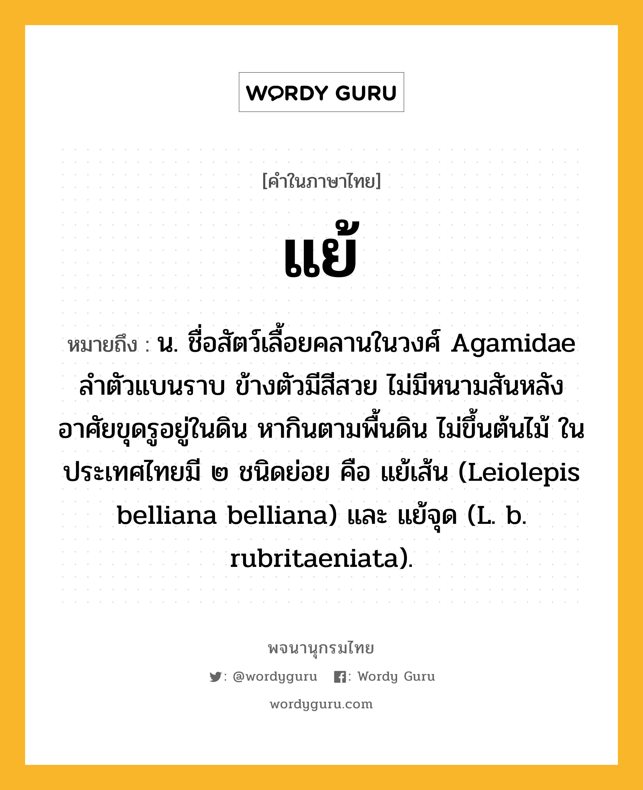 แย้ หมายถึงอะไร?, คำในภาษาไทย แย้ หมายถึง น. ชื่อสัตว์เลื้อยคลานในวงศ์ Agamidae ลําตัวแบนราบ ข้างตัวมีสีสวย ไม่มีหนามสันหลัง อาศัยขุดรูอยู่ในดิน หากินตามพื้นดิน ไม่ขึ้นต้นไม้ ในประเทศไทยมี ๒ ชนิดย่อย คือ แย้เส้น (Leiolepis belliana belliana) และ แย้จุด (L. b. rubritaeniata).