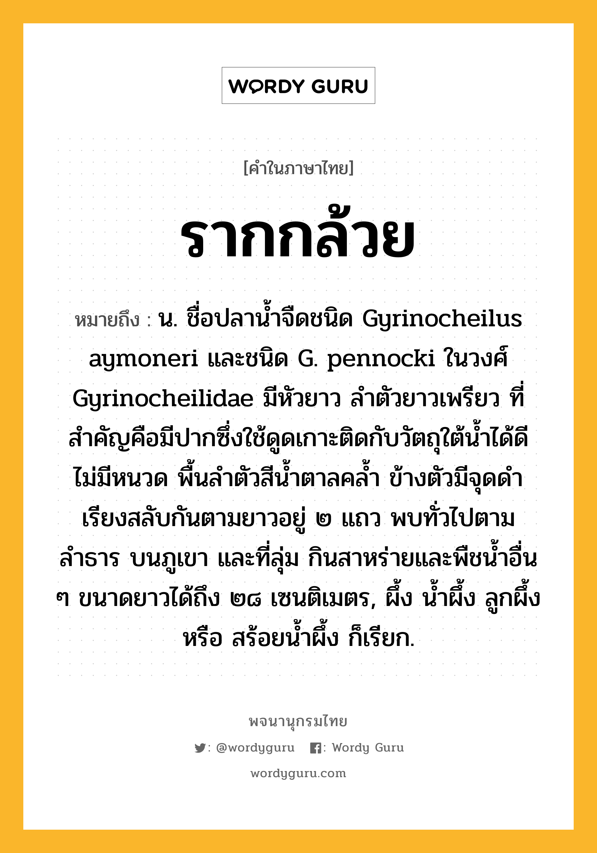 รากกล้วย หมายถึงอะไร?, คำในภาษาไทย รากกล้วย หมายถึง น. ชื่อปลาน้ำจืดชนิด Gyrinocheilus aymoneri และชนิด G. pennocki ในวงศ์ Gyrinocheilidae มีหัวยาว ลำตัวยาวเพรียว ที่สำคัญคือมีปากซึ่งใช้ดูดเกาะติดกับวัตถุใต้น้ำได้ดี ไม่มีหนวด พื้นลำตัวสีน้ำตาลคล้ำ ข้างตัวมีจุดดำเรียงสลับกันตามยาวอยู่ ๒ แถว พบทั่วไปตามลำธาร บนภูเขา และที่ลุ่ม กินสาหร่ายและพืชน้ำอื่น ๆ ขนาดยาวได้ถึง ๒๘ เซนติเมตร, ผึ้ง น้ำผึ้ง ลูกผึ้ง หรือ สร้อยน้ำผึ้ง ก็เรียก.