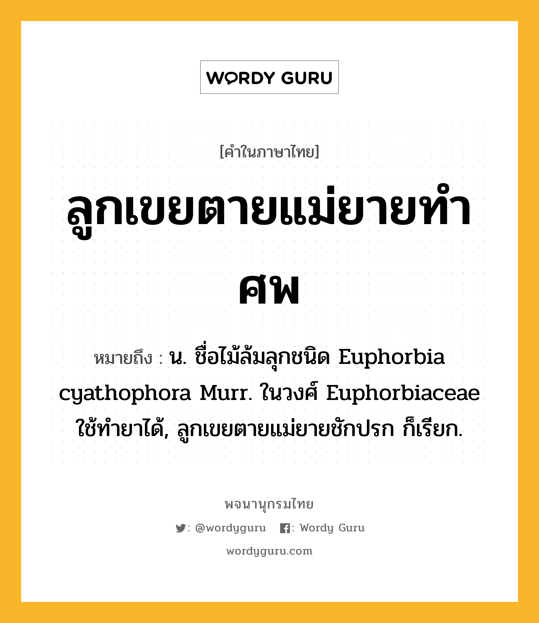 ลูกเขยตายแม่ยายทำศพ หมายถึงอะไร?, คำในภาษาไทย ลูกเขยตายแม่ยายทำศพ หมายถึง น. ชื่อไม้ล้มลุกชนิด Euphorbia cyathophora Murr. ในวงศ์ Euphorbiaceae ใช้ทํายาได้, ลูกเขยตายแม่ยายชักปรก ก็เรียก.