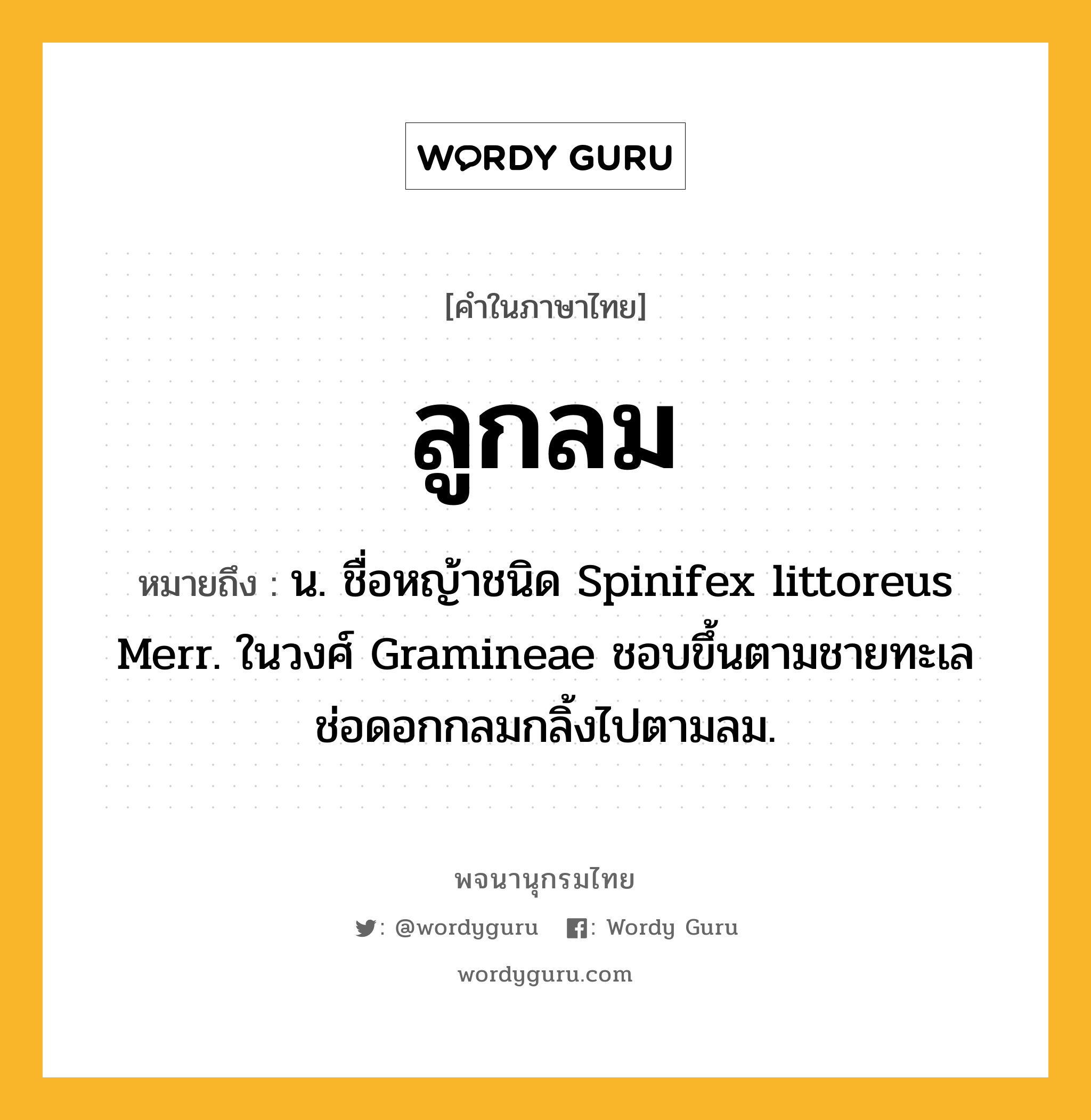 ลูกลม หมายถึงอะไร?, คำในภาษาไทย ลูกลม หมายถึง น. ชื่อหญ้าชนิด Spinifex littoreus Merr. ในวงศ์ Gramineae ชอบขึ้นตามชายทะเล ช่อดอกกลมกลิ้งไปตามลม.