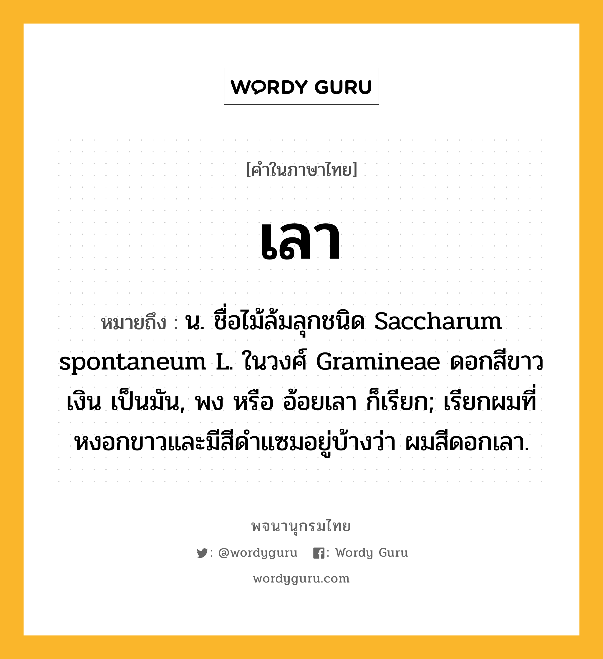 เลา หมายถึงอะไร?, คำในภาษาไทย เลา หมายถึง น. ชื่อไม้ล้มลุกชนิด Saccharum spontaneum L. ในวงศ์ Gramineae ดอกสีขาวเงิน เป็นมัน, พง หรือ อ้อยเลา ก็เรียก; เรียกผมที่หงอกขาวและมีสีดำแซมอยู่บ้างว่า ผมสีดอกเลา.