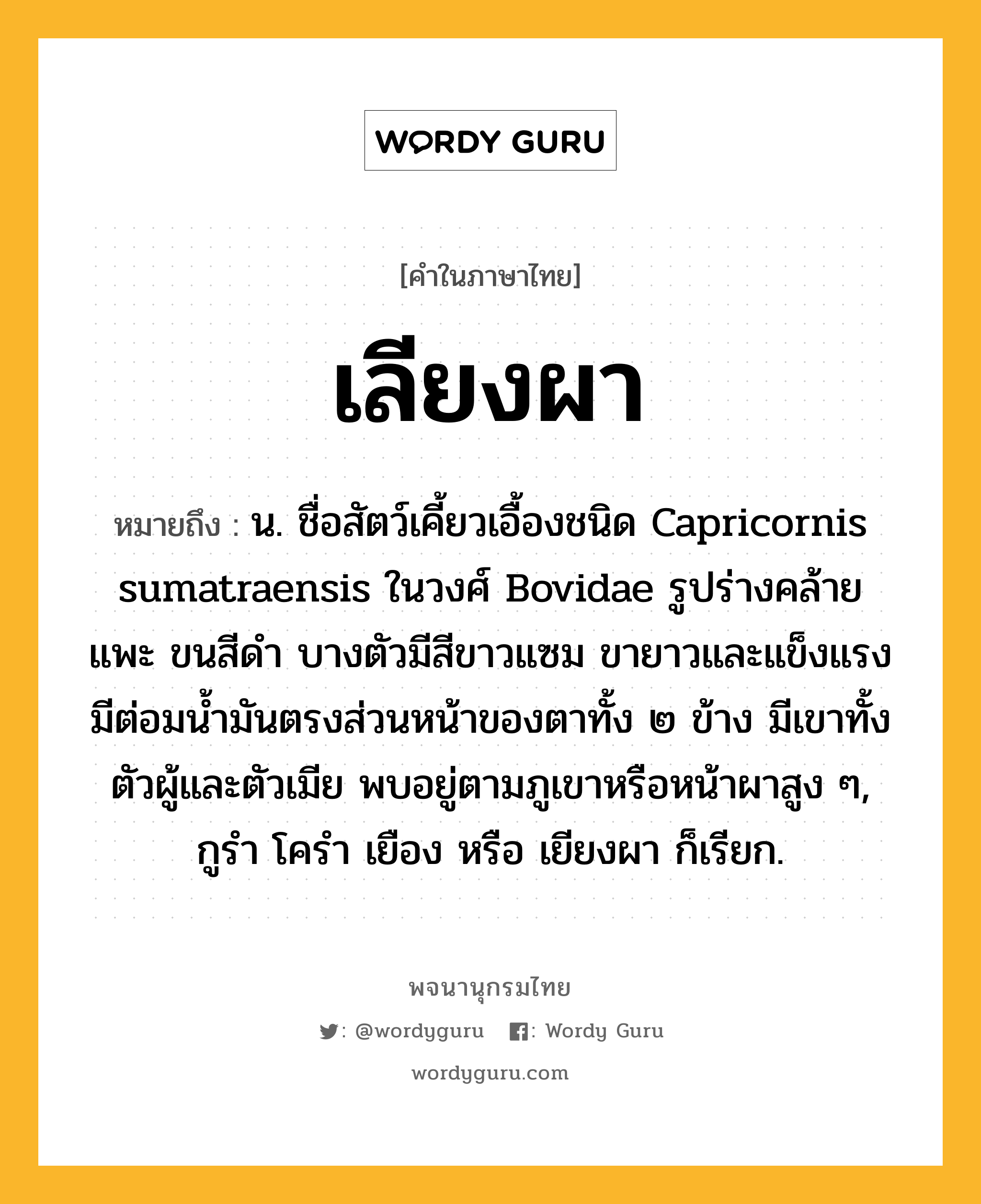 เลียงผา หมายถึงอะไร?, คำในภาษาไทย เลียงผา หมายถึง น. ชื่อสัตว์เคี้ยวเอื้องชนิด Capricornis sumatraensis ในวงศ์ Bovidae รูปร่างคล้ายแพะ ขนสีดํา บางตัวมีสีขาวแซม ขายาวและแข็งแรง มีต่อมนํ้ามันตรงส่วนหน้าของตาทั้ง ๒ ข้าง มีเขาทั้งตัวผู้และตัวเมีย พบอยู่ตามภูเขาหรือหน้าผาสูง ๆ, กูรํา โครํา เยือง หรือ เยียงผา ก็เรียก.