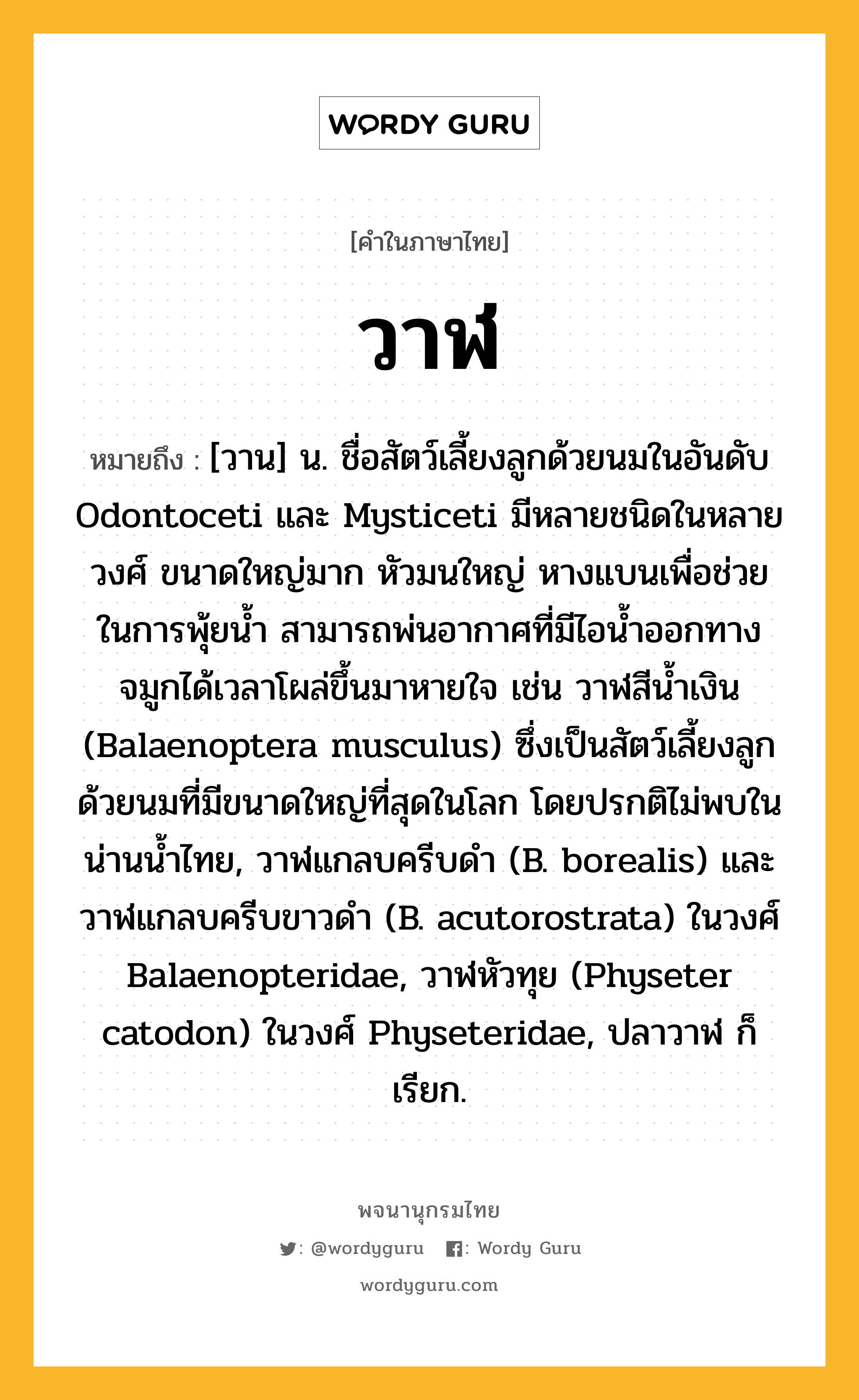 วาฬ หมายถึงอะไร?, คำในภาษาไทย วาฬ หมายถึง [วาน] น. ชื่อสัตว์เลี้ยงลูกด้วยนมในอันดับ Odontoceti และ Mysticeti มีหลายชนิดในหลายวงศ์ ขนาดใหญ่มาก หัวมนใหญ่ หางแบนเพื่อช่วยในการพุ้ยน้ำ สามารถพ่นอากาศที่มีไอน้ำออกทางจมูกได้เวลาโผล่ขึ้นมาหายใจ เช่น วาฬสีน้ำเงิน (Balaenoptera musculus) ซึ่งเป็นสัตว์เลี้ยงลูกด้วยนมที่มีขนาดใหญ่ที่สุดในโลก โดยปรกติไม่พบในน่านน้ำไทย, วาฬแกลบครีบดำ (B. borealis) และ วาฬแกลบครีบขาวดำ (B. acutorostrata) ในวงศ์ Balaenopteridae, วาฬหัวทุย (Physeter catodon) ในวงศ์ Physeteridae, ปลาวาฬ ก็เรียก.