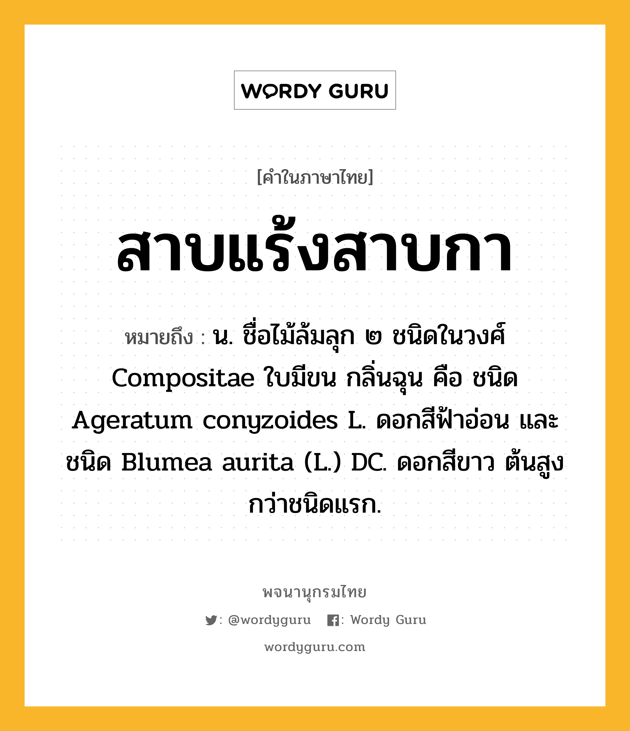 สาบแร้งสาบกา หมายถึงอะไร?, คำในภาษาไทย สาบแร้งสาบกา หมายถึง น. ชื่อไม้ล้มลุก ๒ ชนิดในวงศ์ Compositae ใบมีขน กลิ่นฉุน คือ ชนิด Ageratum conyzoides L. ดอกสีฟ้าอ่อน และชนิด Blumea aurita (L.) DC. ดอกสีขาว ต้นสูงกว่าชนิดแรก.