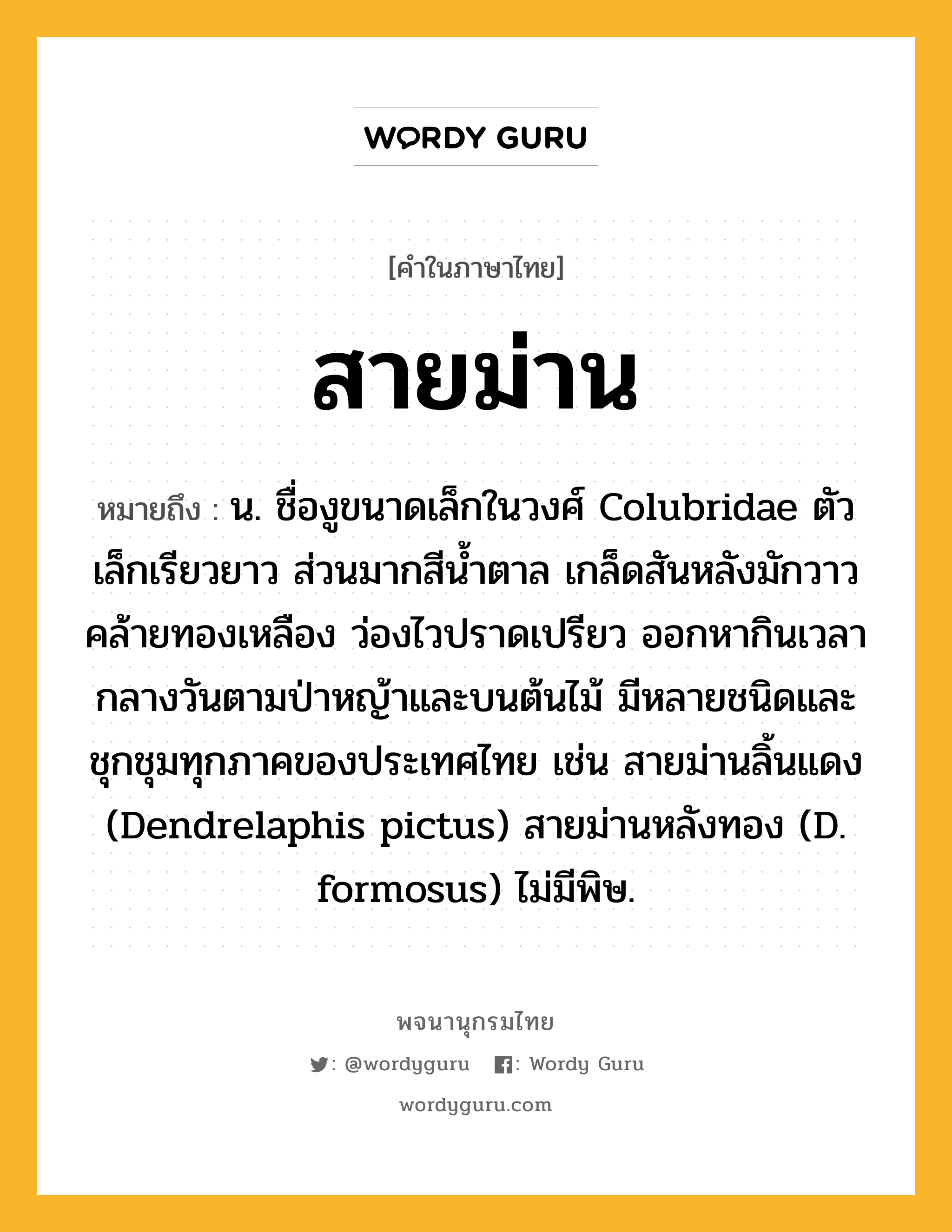 สายม่าน หมายถึงอะไร?, คำในภาษาไทย สายม่าน หมายถึง น. ชื่องูขนาดเล็กในวงศ์ Colubridae ตัวเล็กเรียวยาว ส่วนมากสีนํ้าตาล เกล็ดสันหลังมักวาวคล้ายทองเหลือง ว่องไวปราดเปรียว ออกหากินเวลากลางวันตามป่าหญ้าและบนต้นไม้ มีหลายชนิดและชุกชุมทุกภาคของประเทศไทย เช่น สายม่านลิ้นแดง (Dendrelaphis pictus) สายม่านหลังทอง (D. formosus) ไม่มีพิษ.